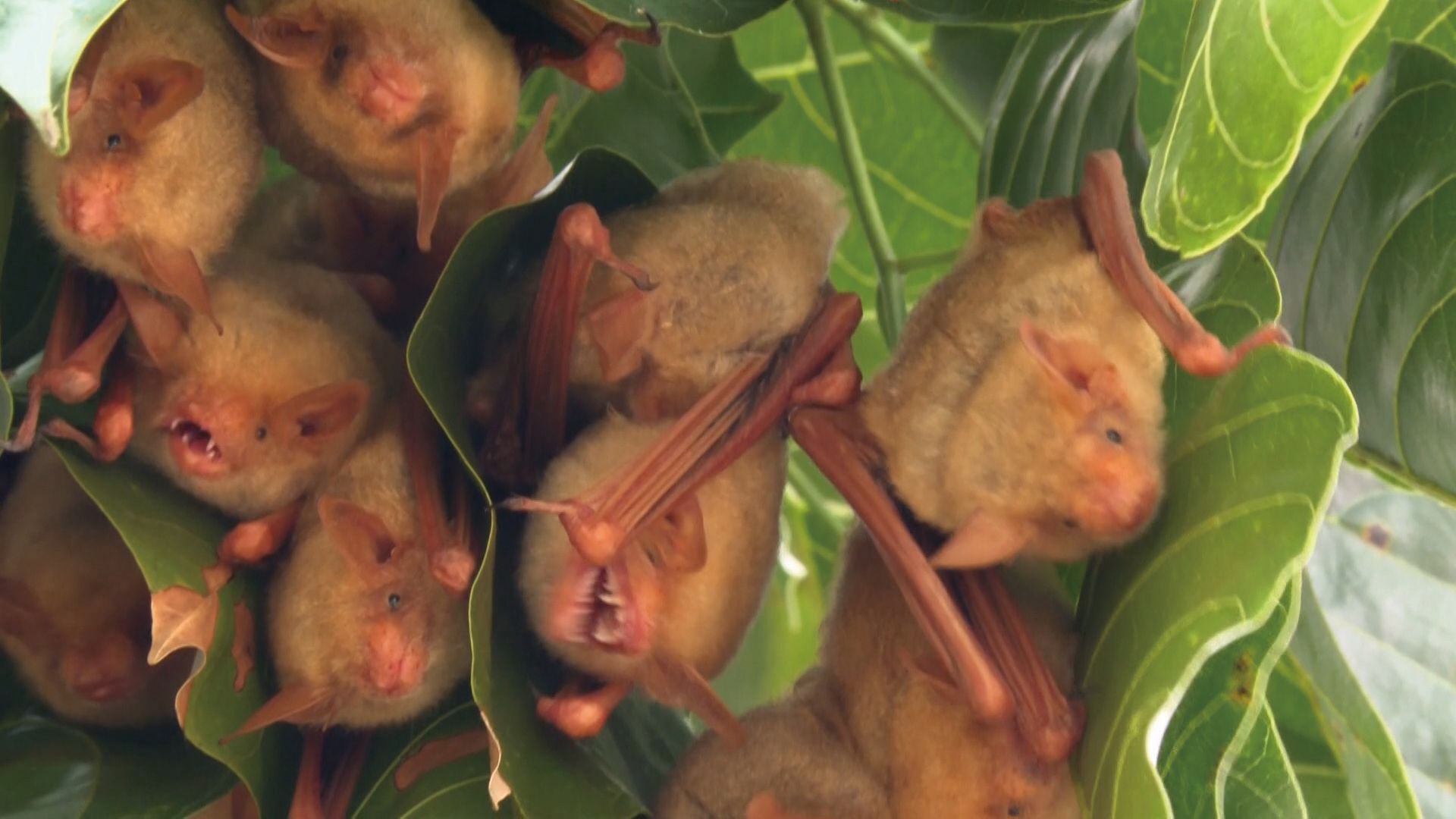 《我們的島》蝙蝠的光困境