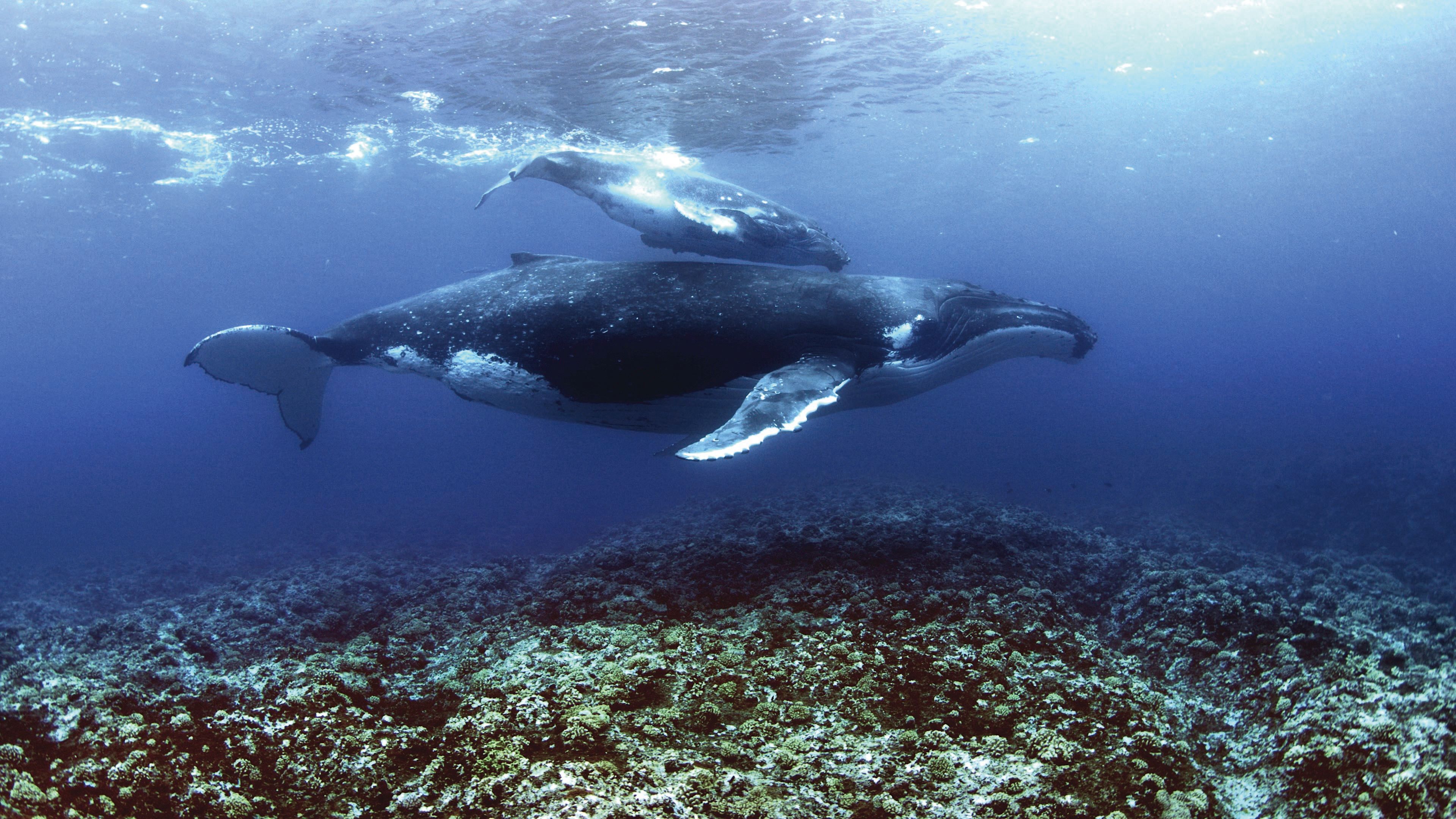 海面下的世界深邃美麗