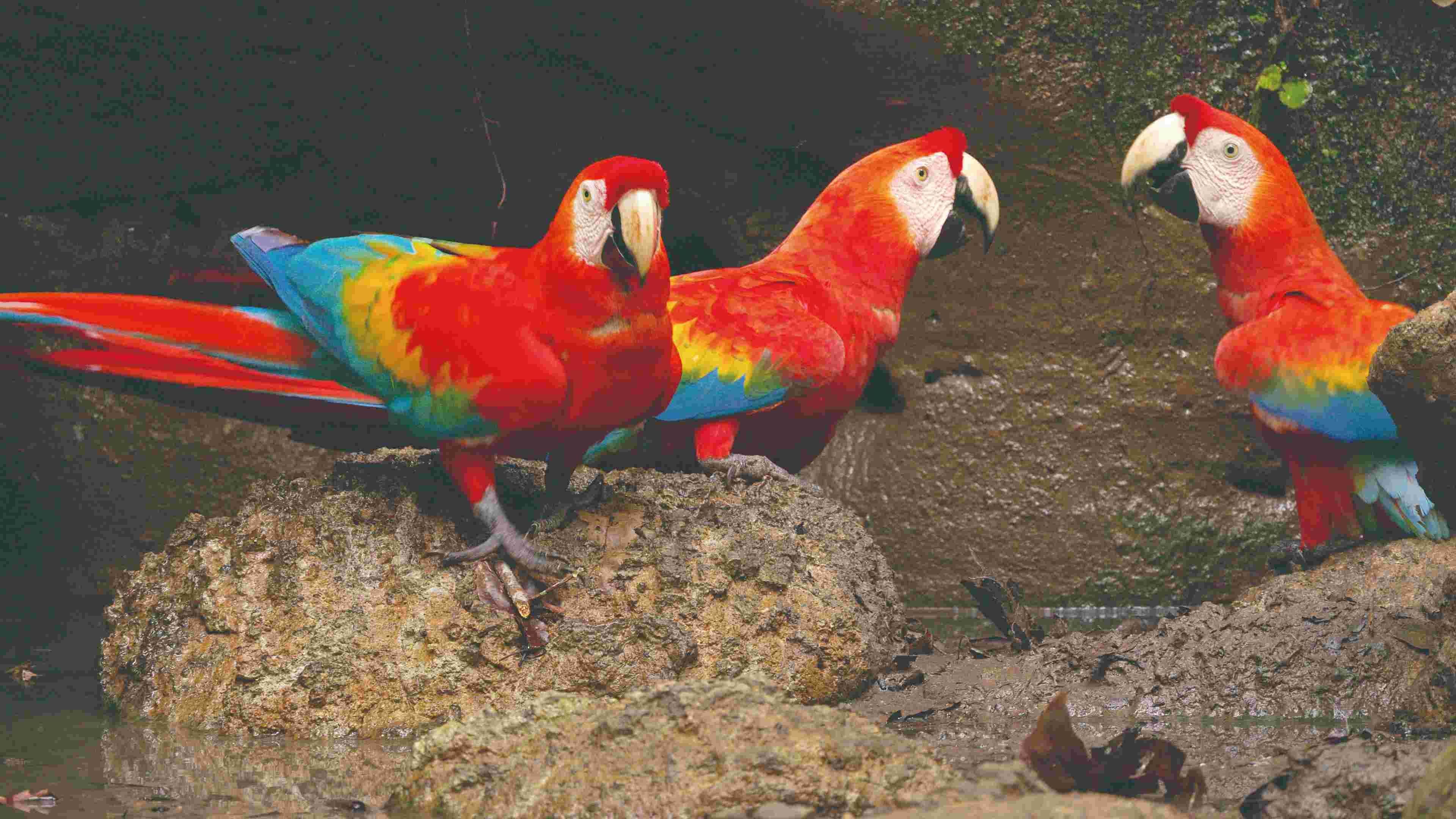 《厄瓜多野性連線》