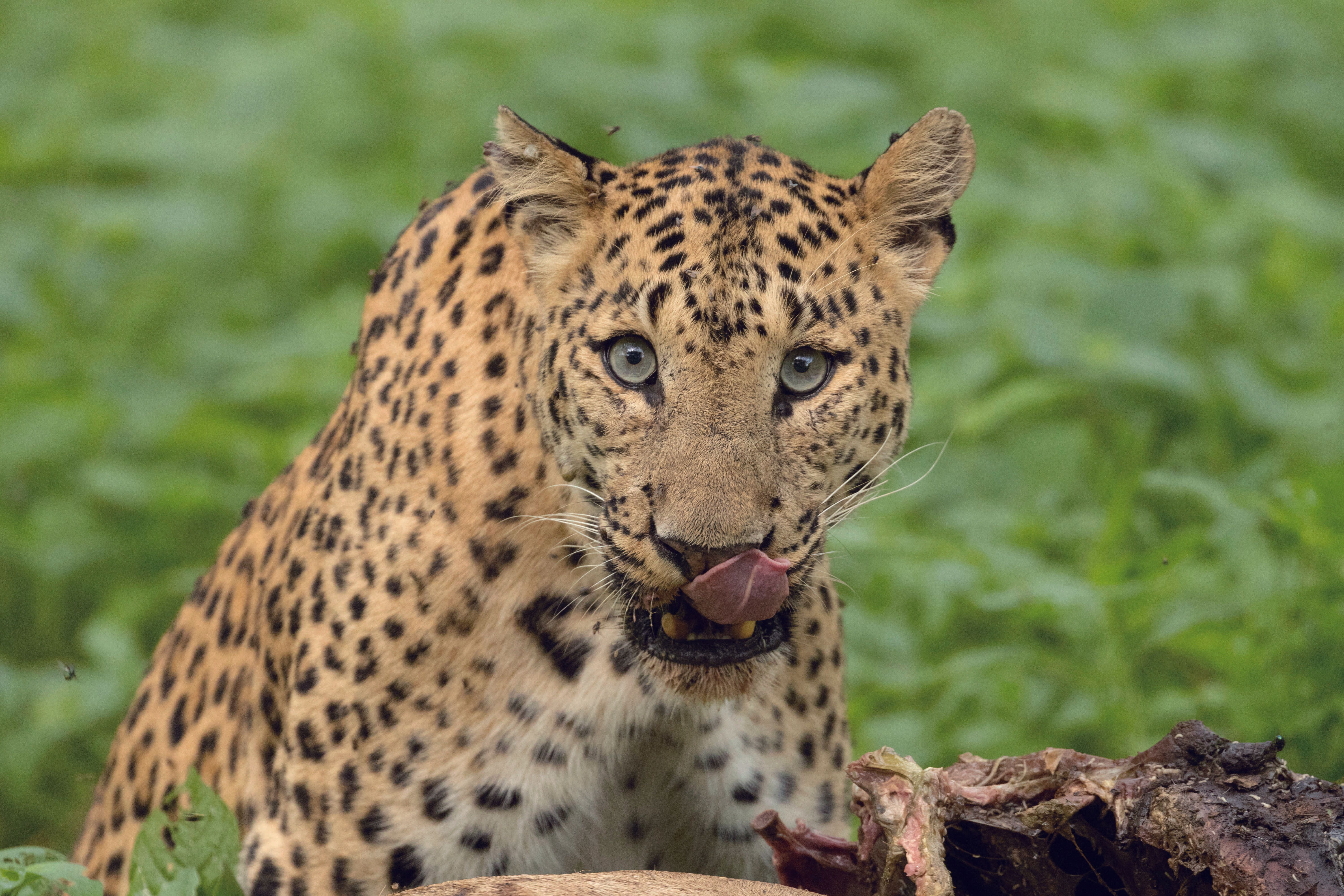 《花豹拉納的成長之路》