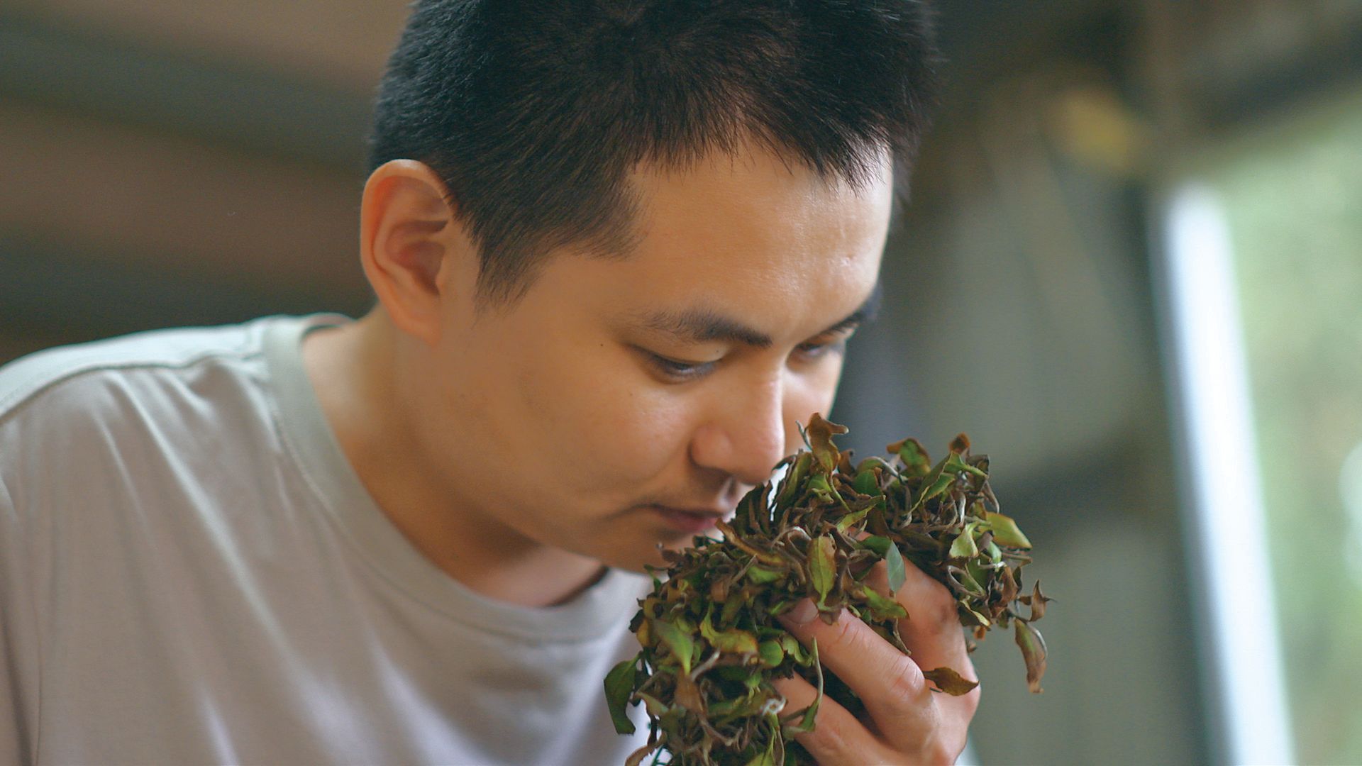 東方美人茶,製作工序繁瑣且特殊