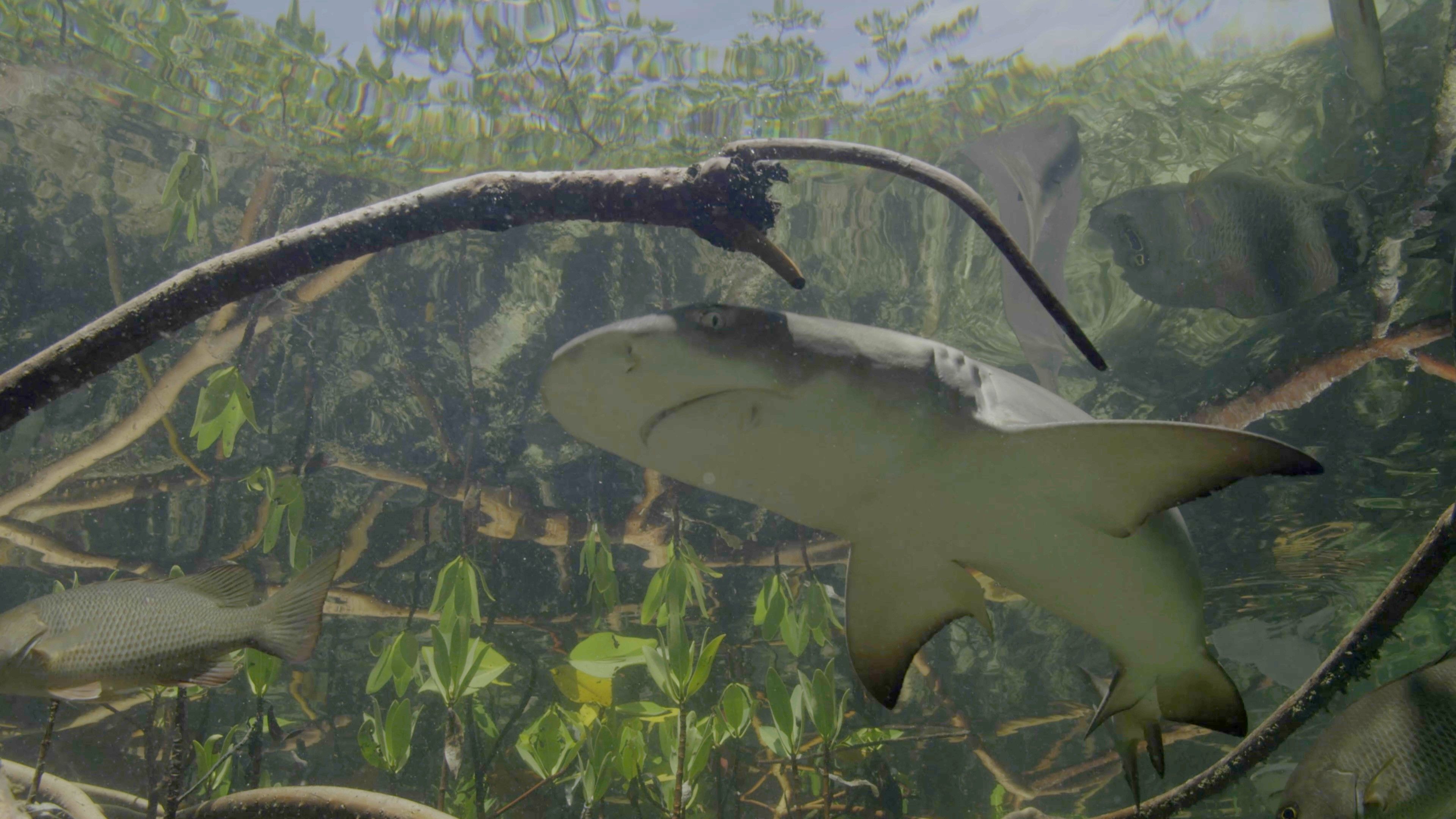 水域下是演化的生命搖籃