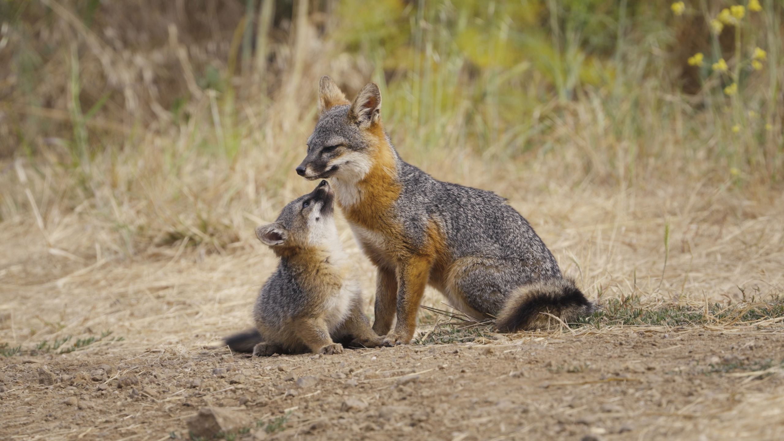 小公視精選生態紀錄片