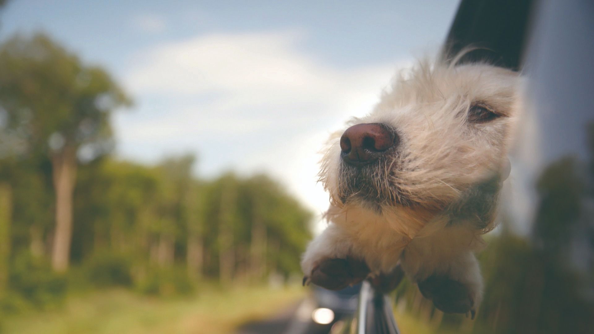 小公視精選生態紀錄片