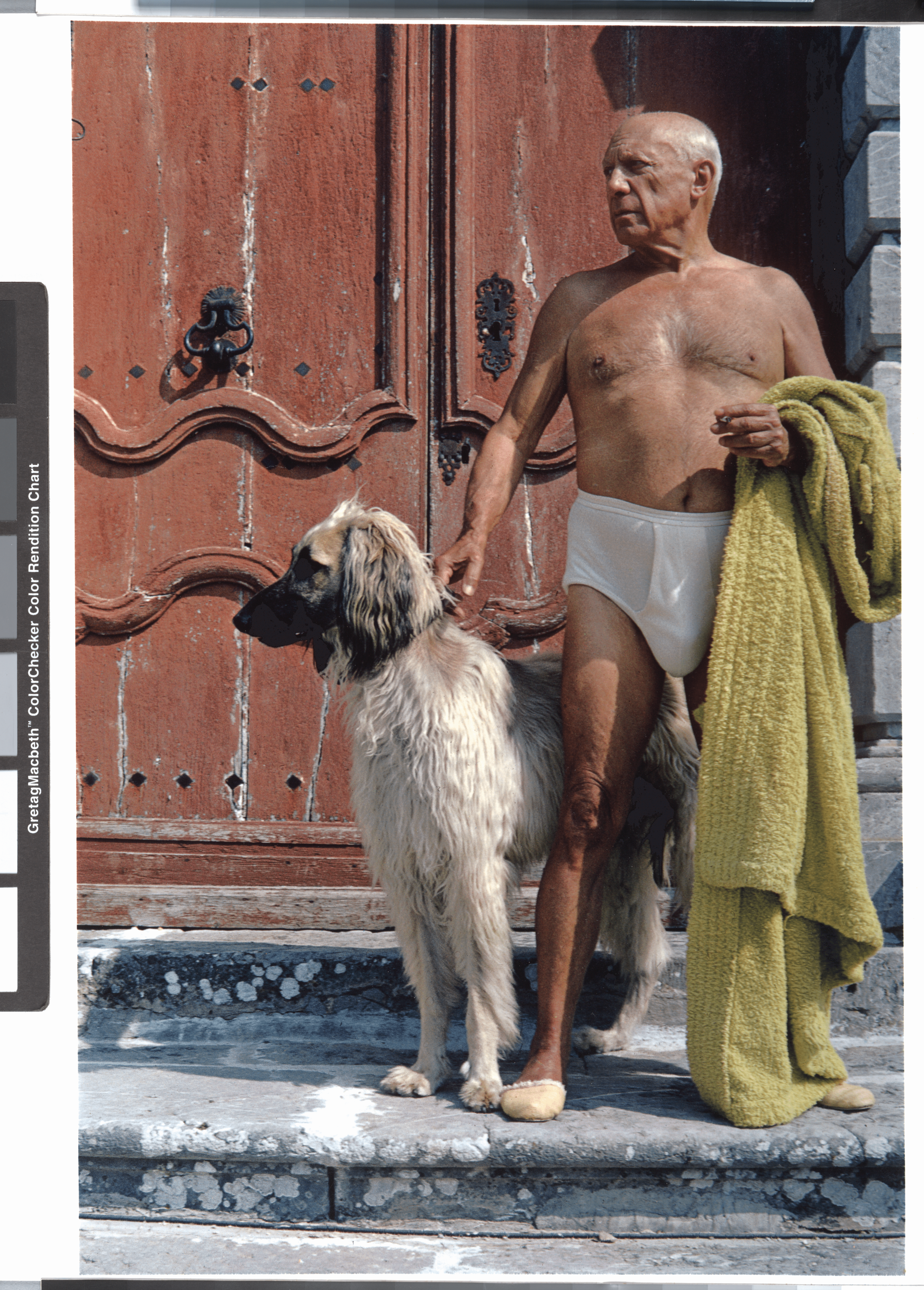 畢卡索養的阿富汗獵犬是 他創作靈感來源