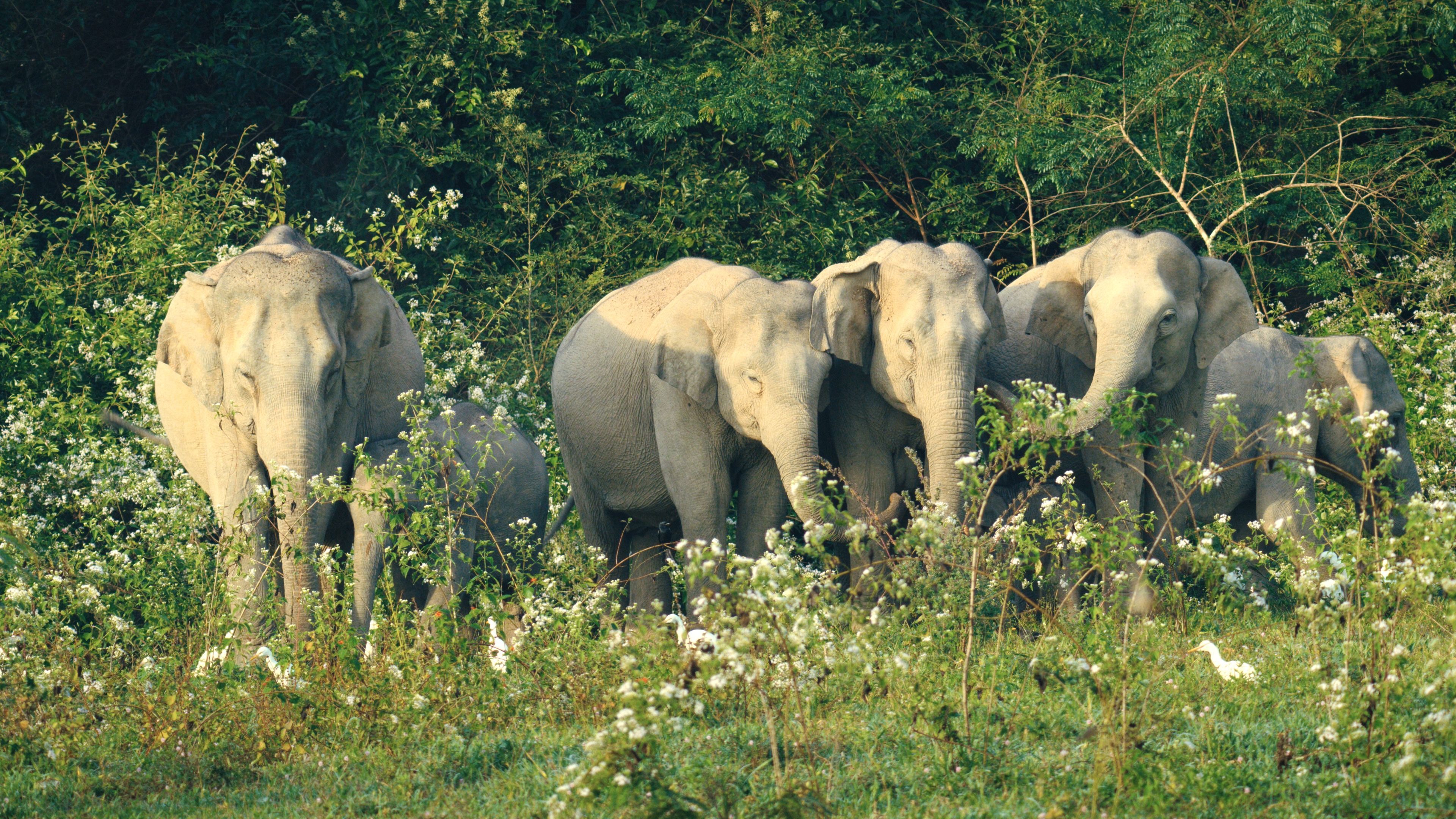 《生態全紀錄》大自然是個決戰場