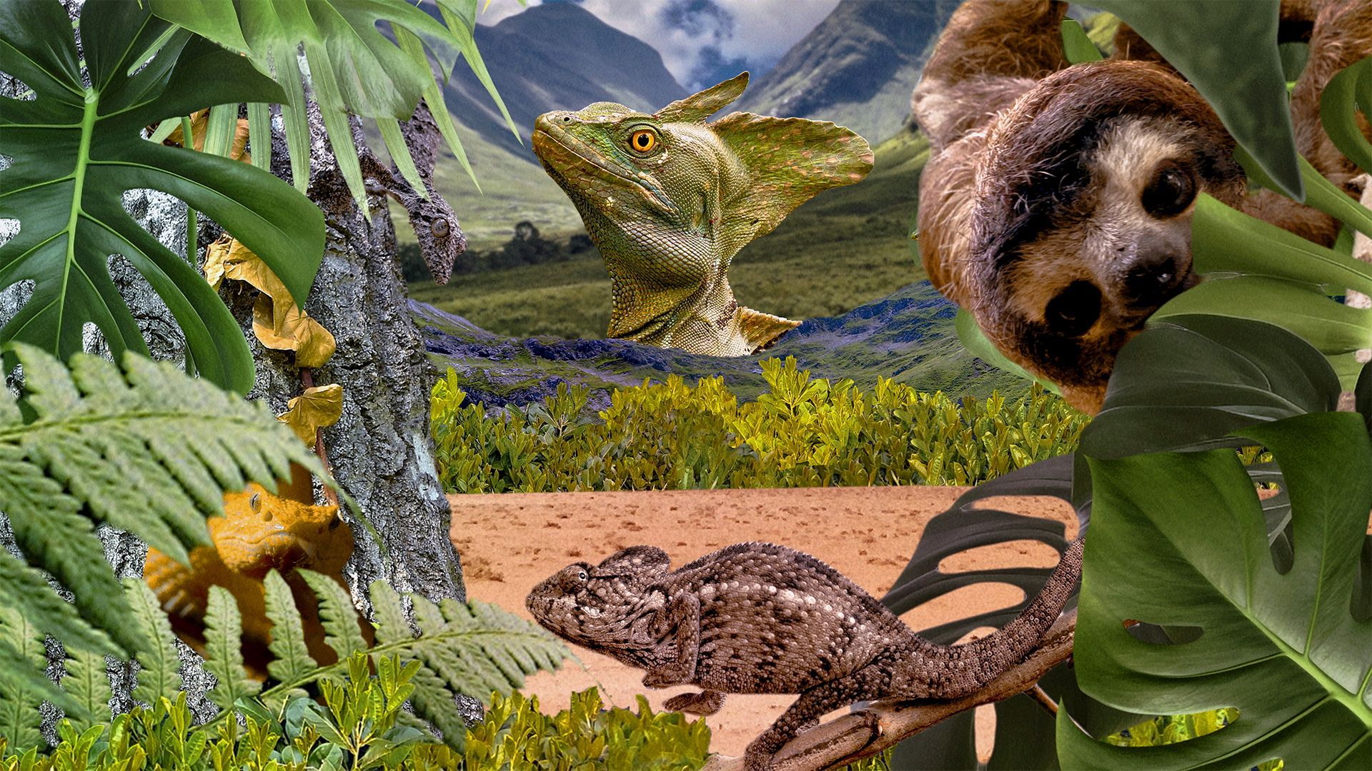 身體是野生動物最強大的武器