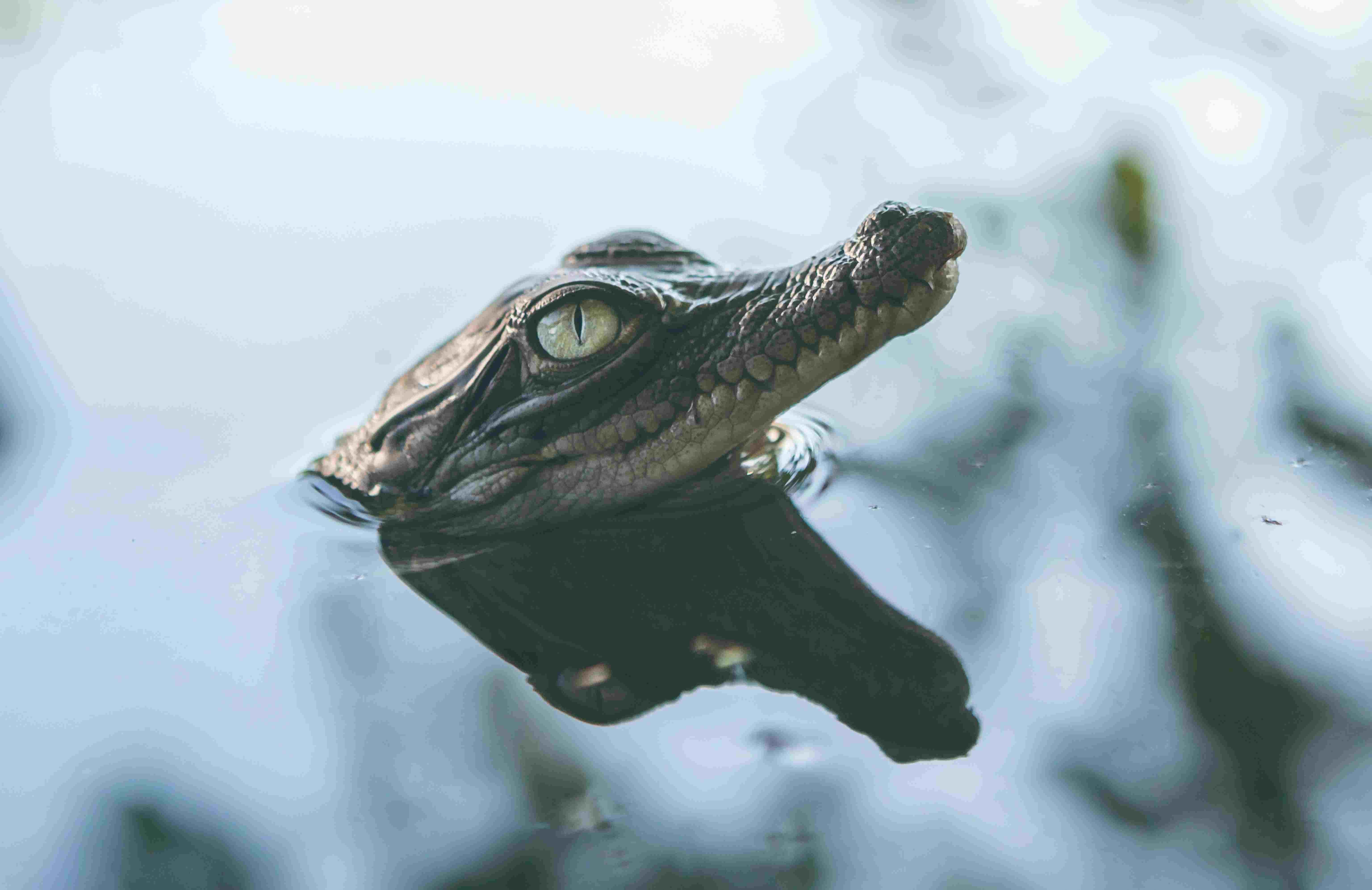 《生態全紀錄》人類與自然的共生