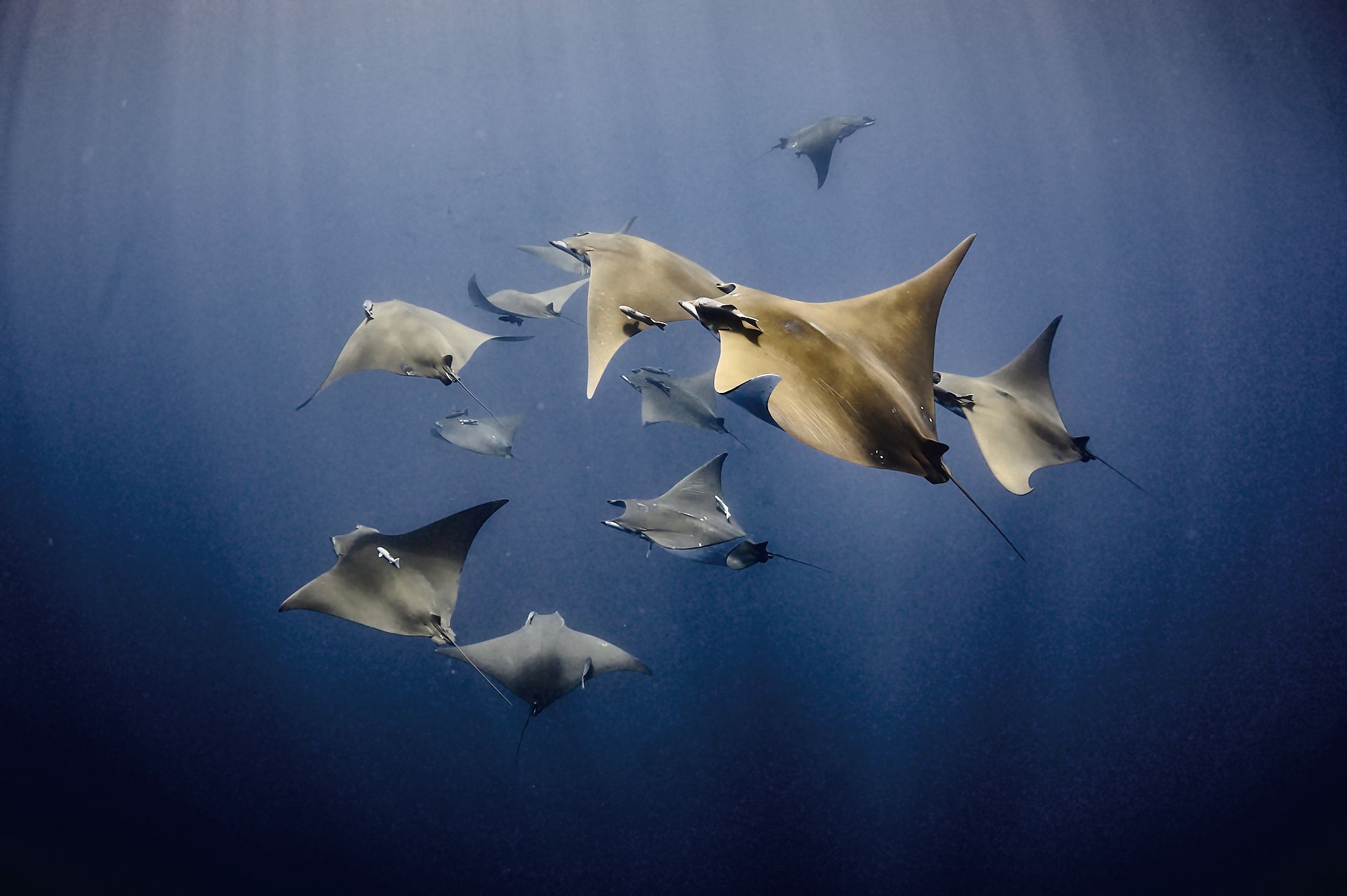 海洋裡許多生物都在航行中