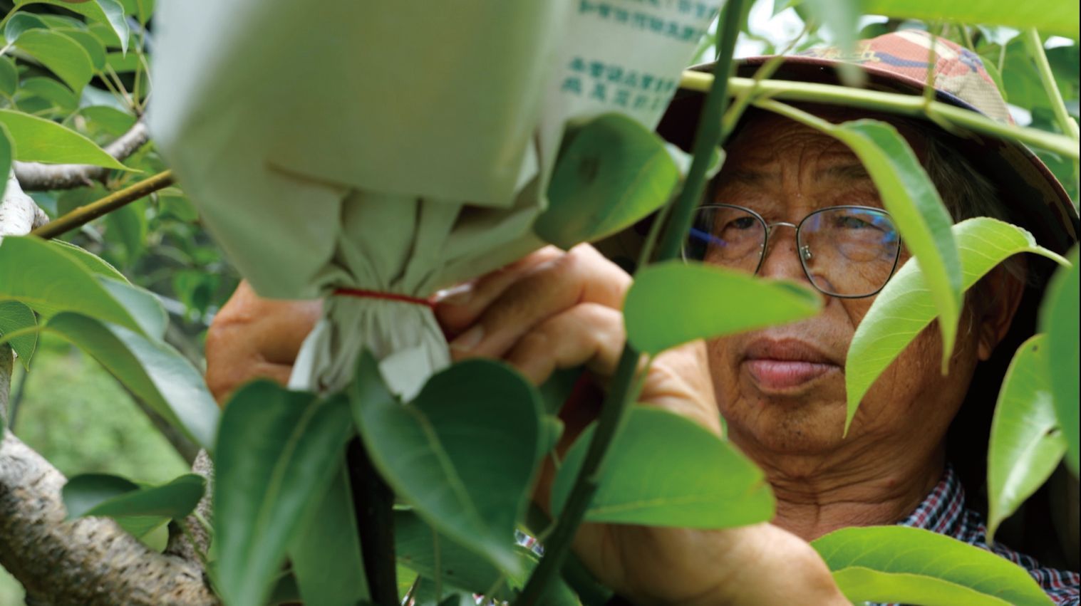 劉申權研發的梨子品種將臺灣的水梨帶到新高度