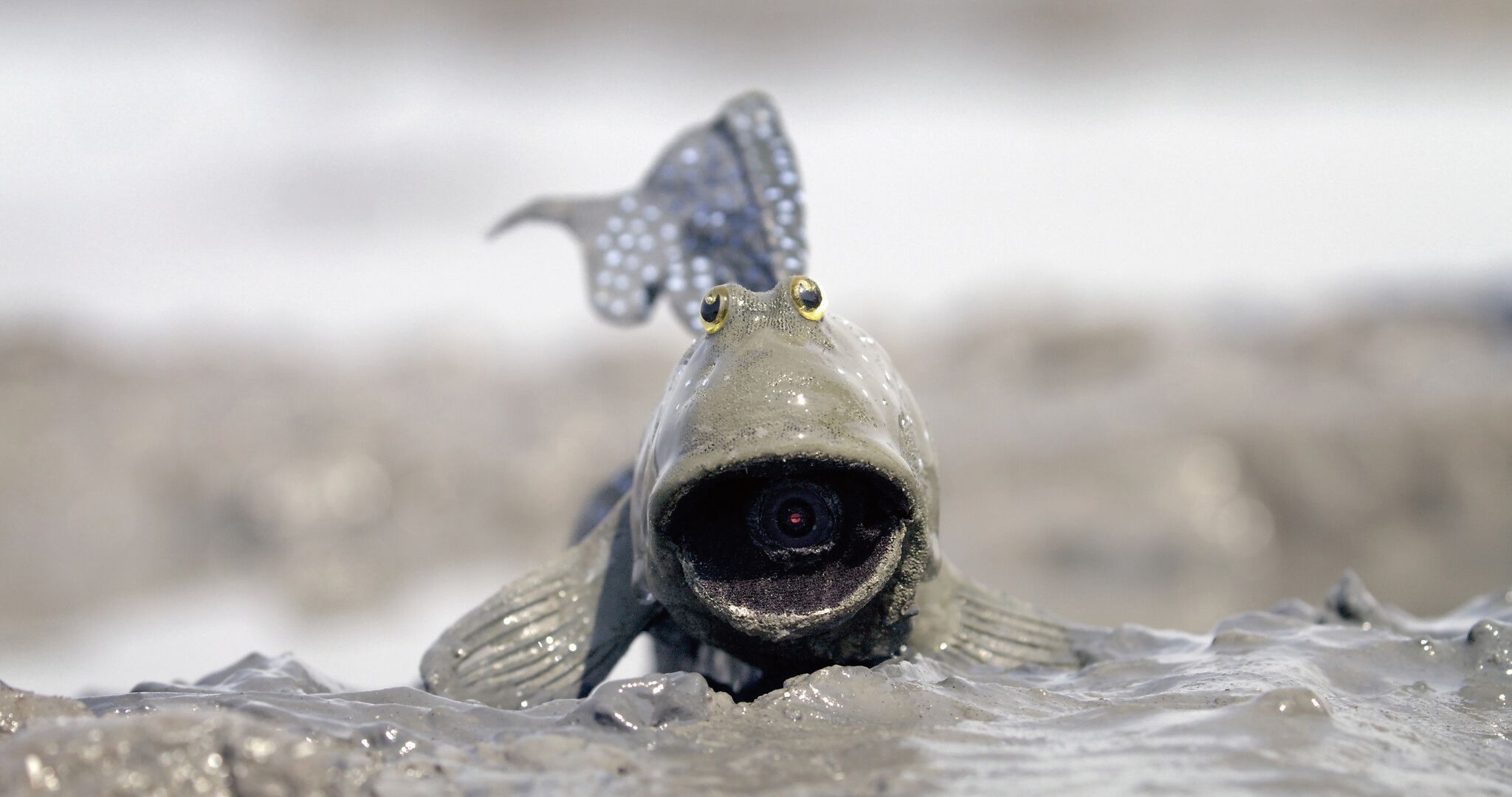 間諜彈塗魚