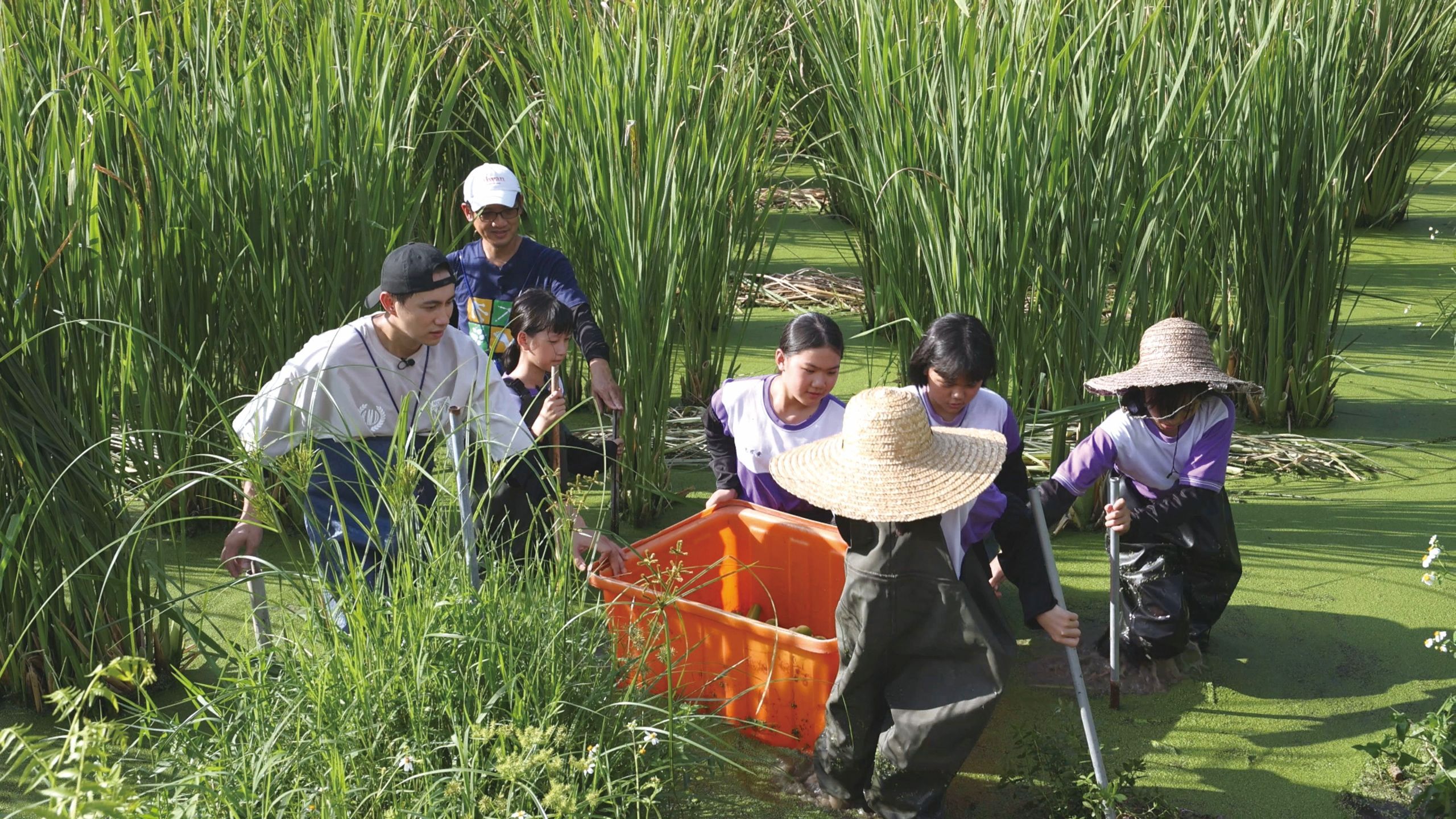 溪南國小同學採收茭白筍