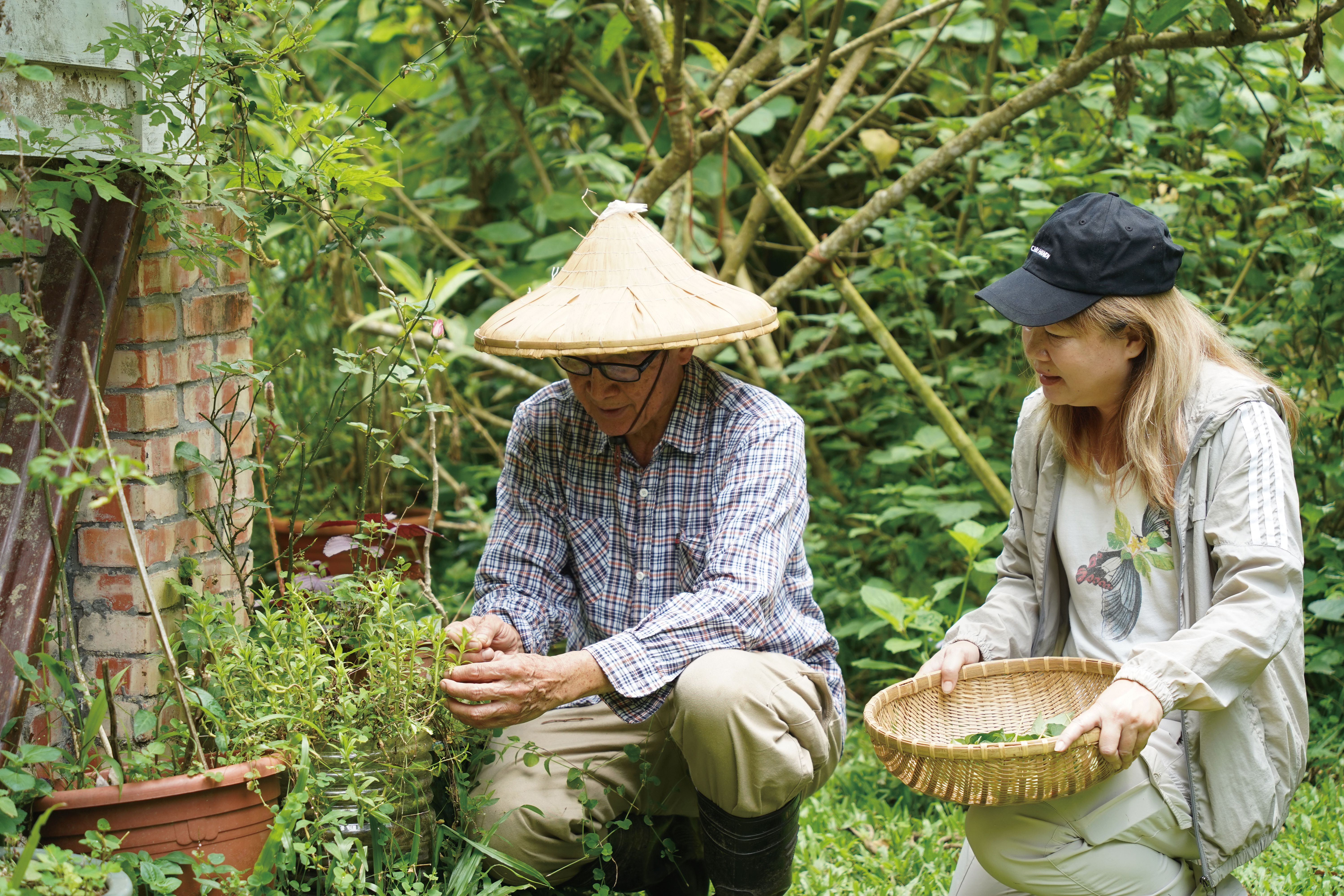 從山林裡取野菜入菜