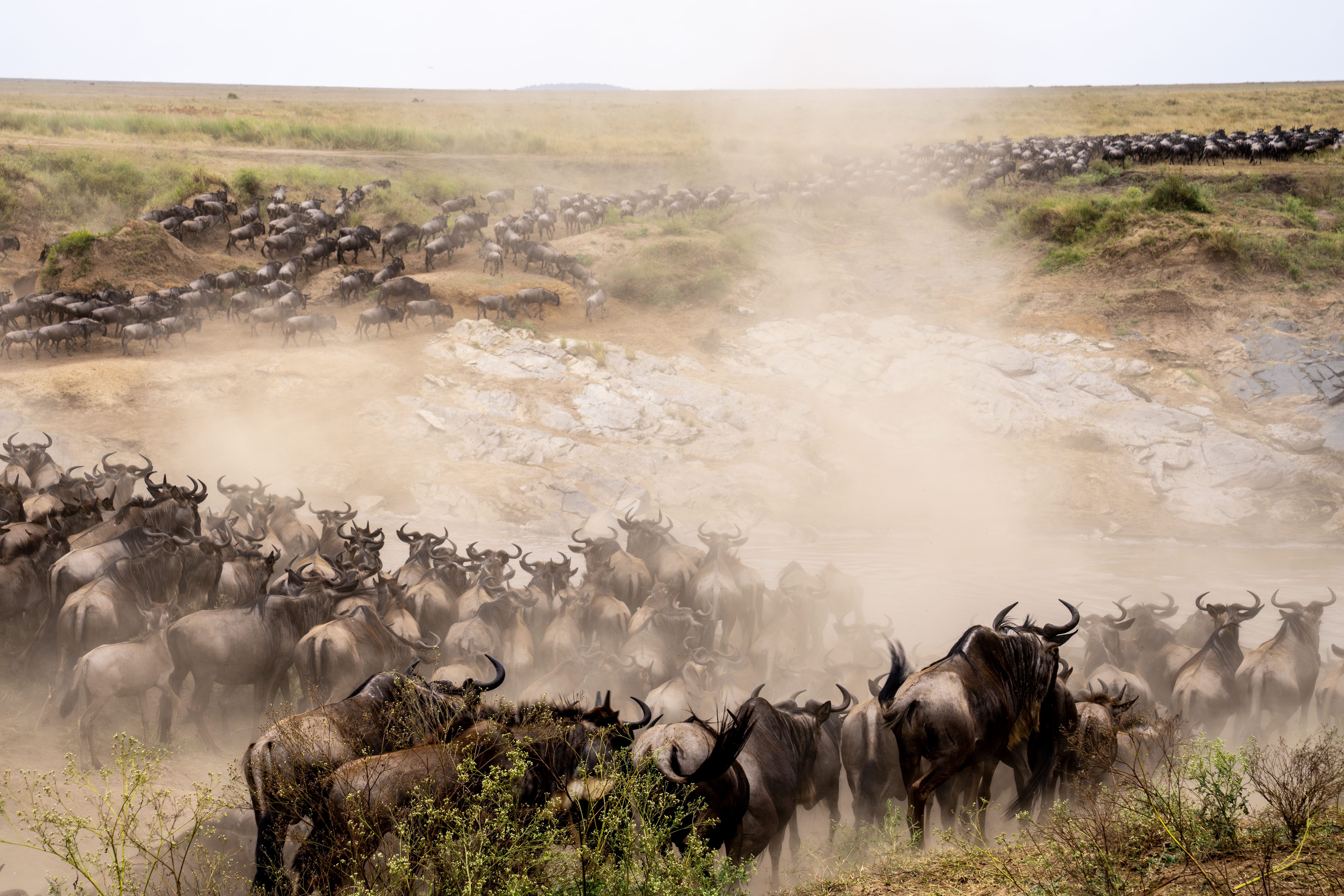 《生態全紀錄》荒野中的生命故事