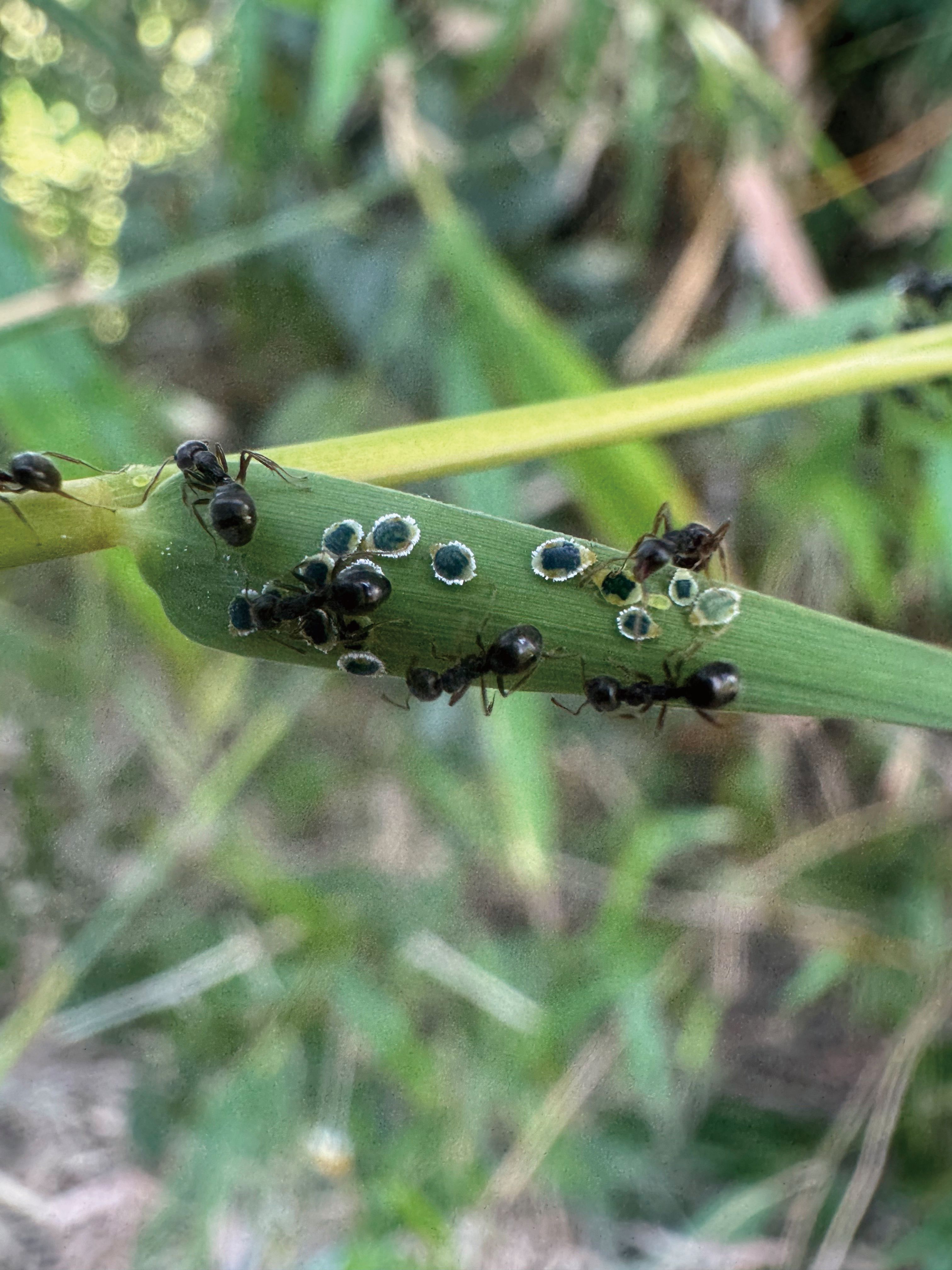 疣胸琉璃蟻放牧竹扁蚜蟲