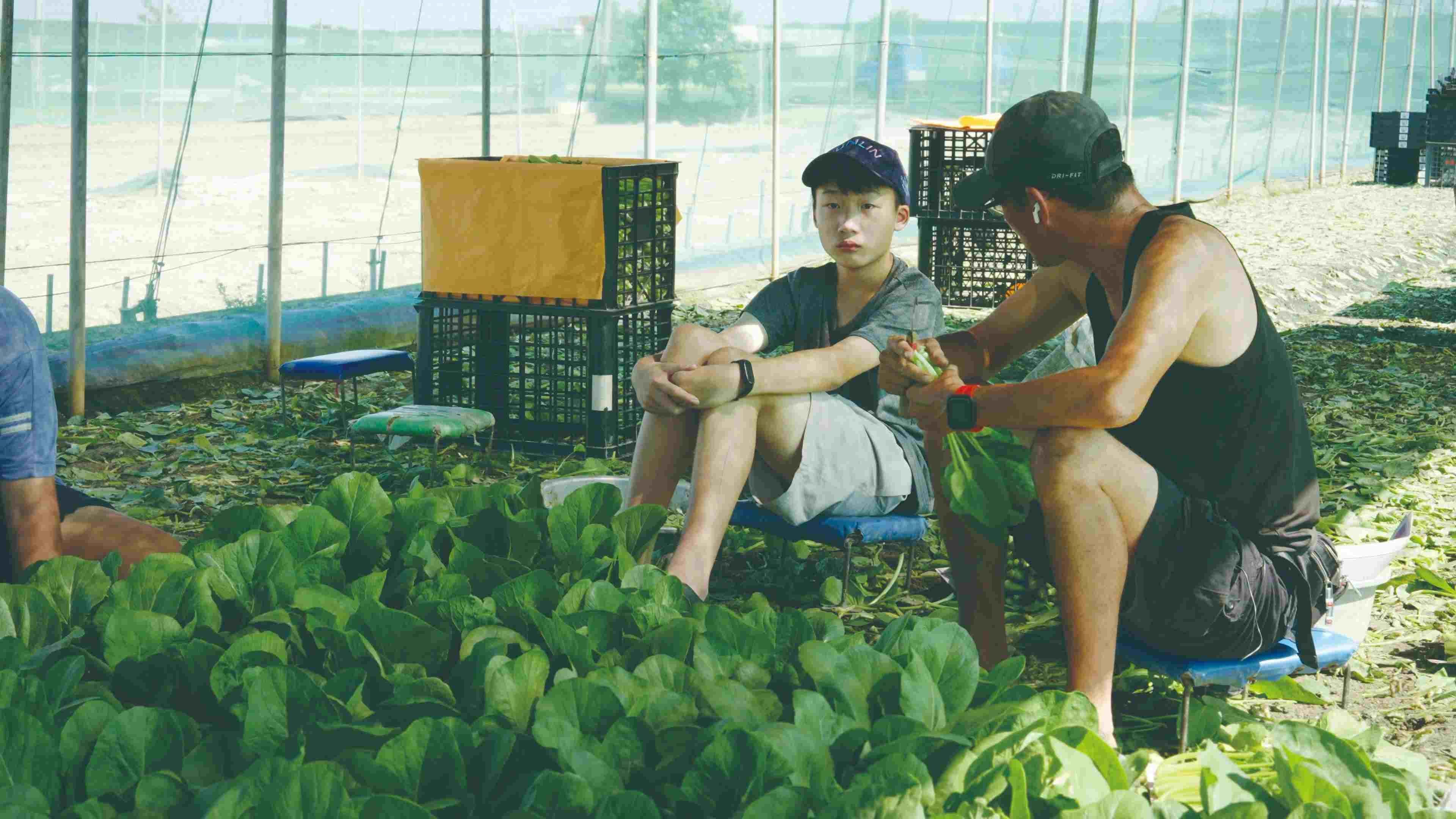 中邑因為反覆的割菜工作感到不耐煩