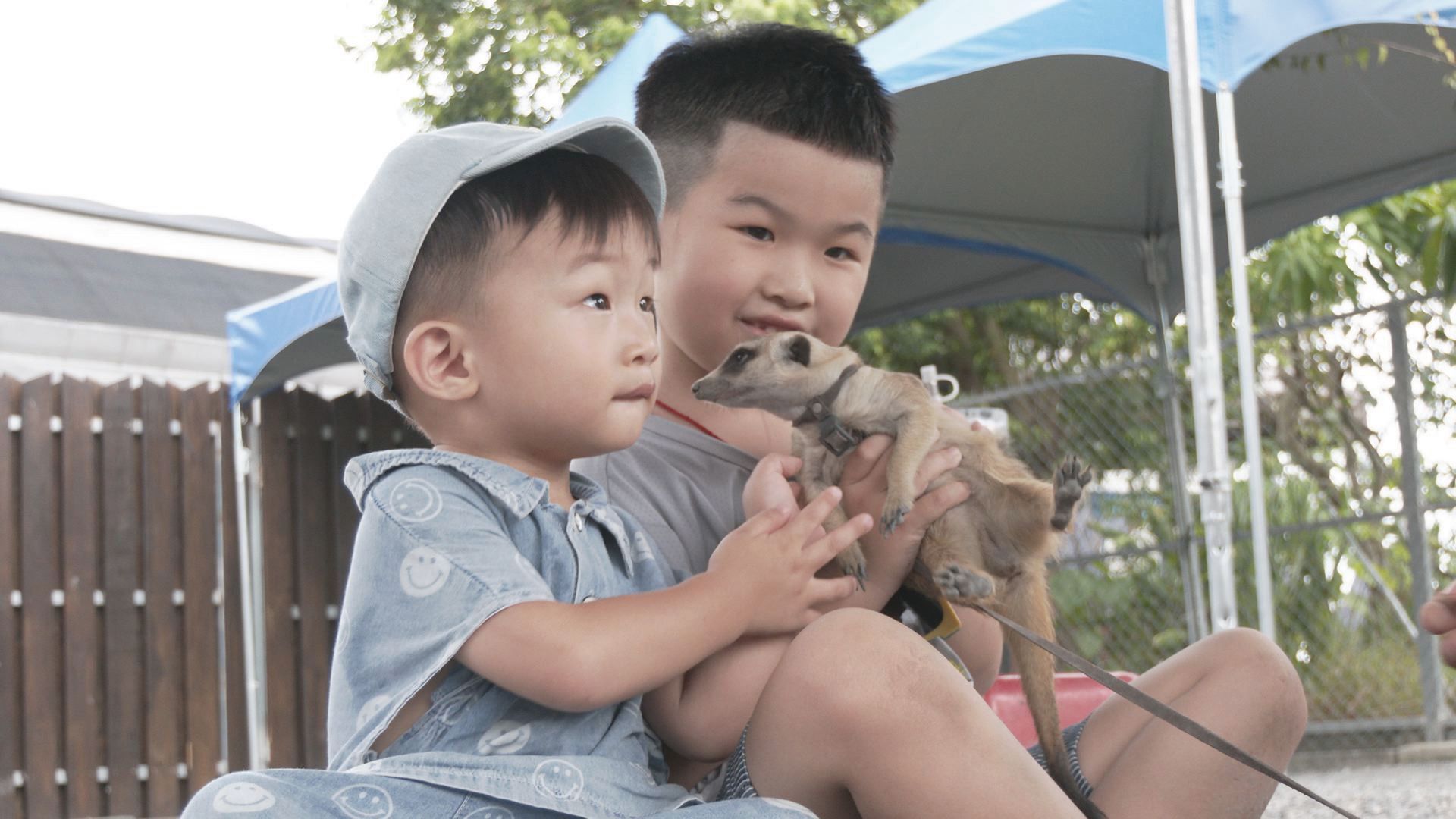 狐蒙親人，小巧靈活的俏皮模樣，討孩子喜歡