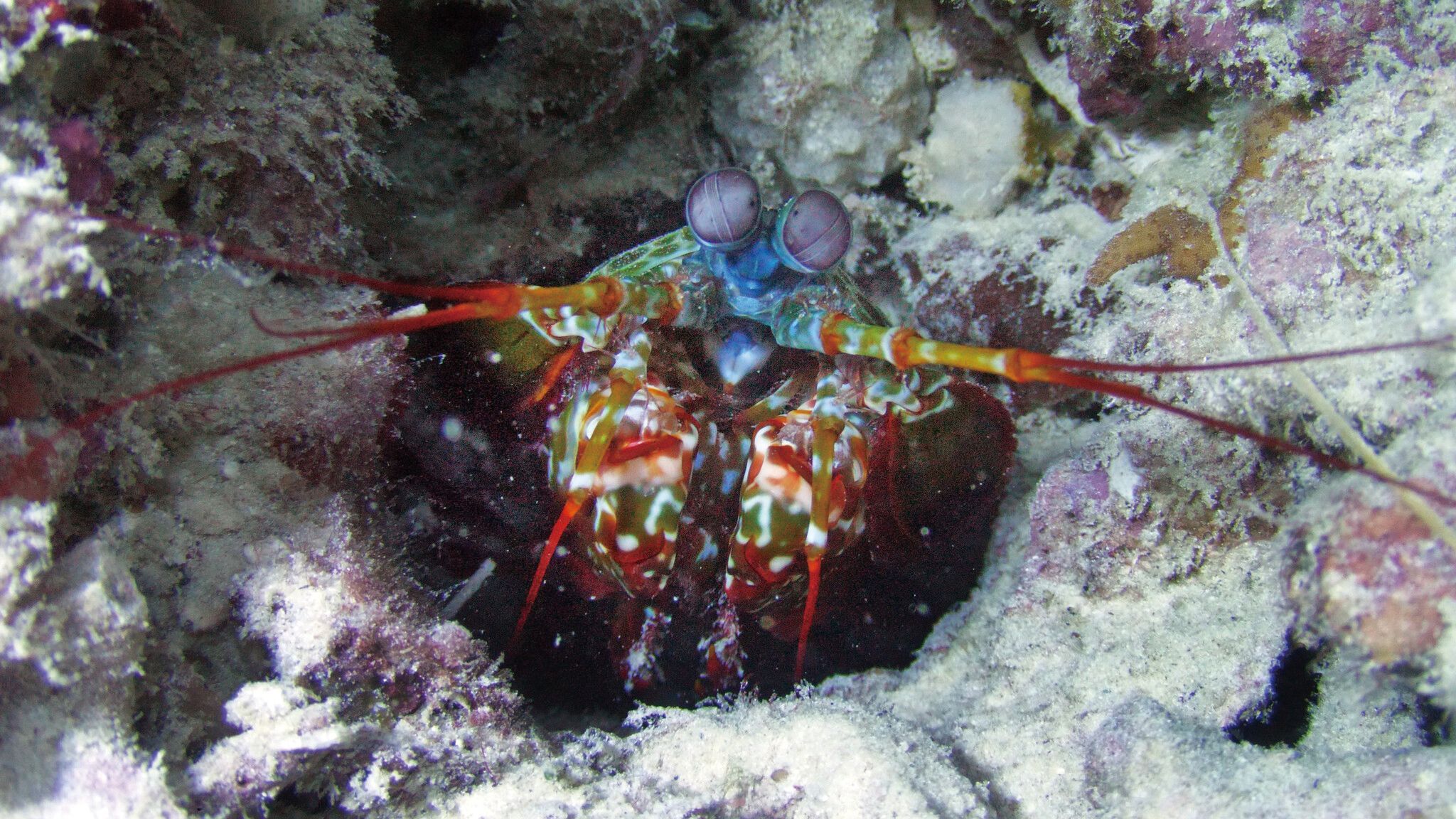 間諜河魨魚