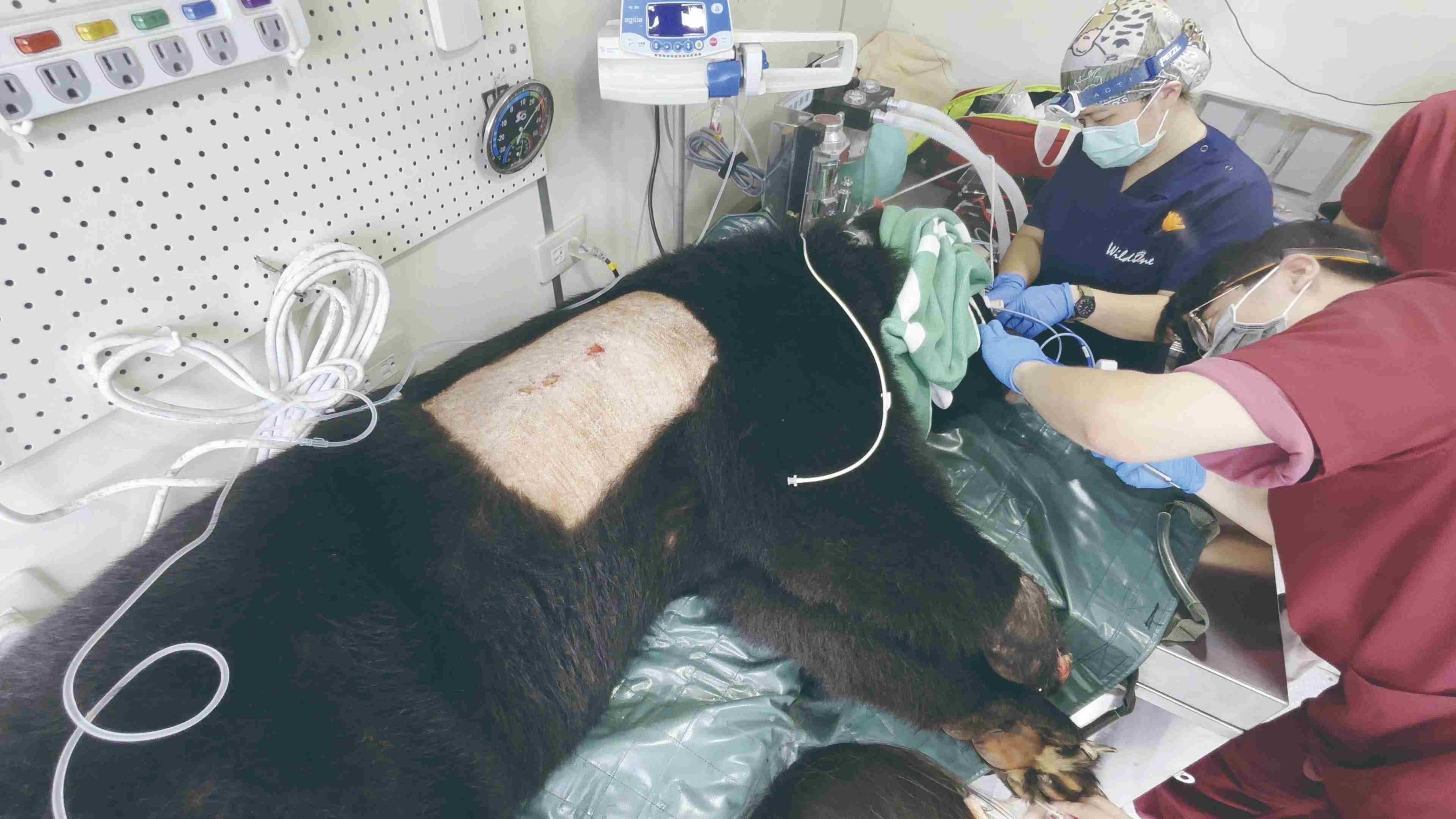 研究人員麻醉黑熊,確認牠的健康狀況