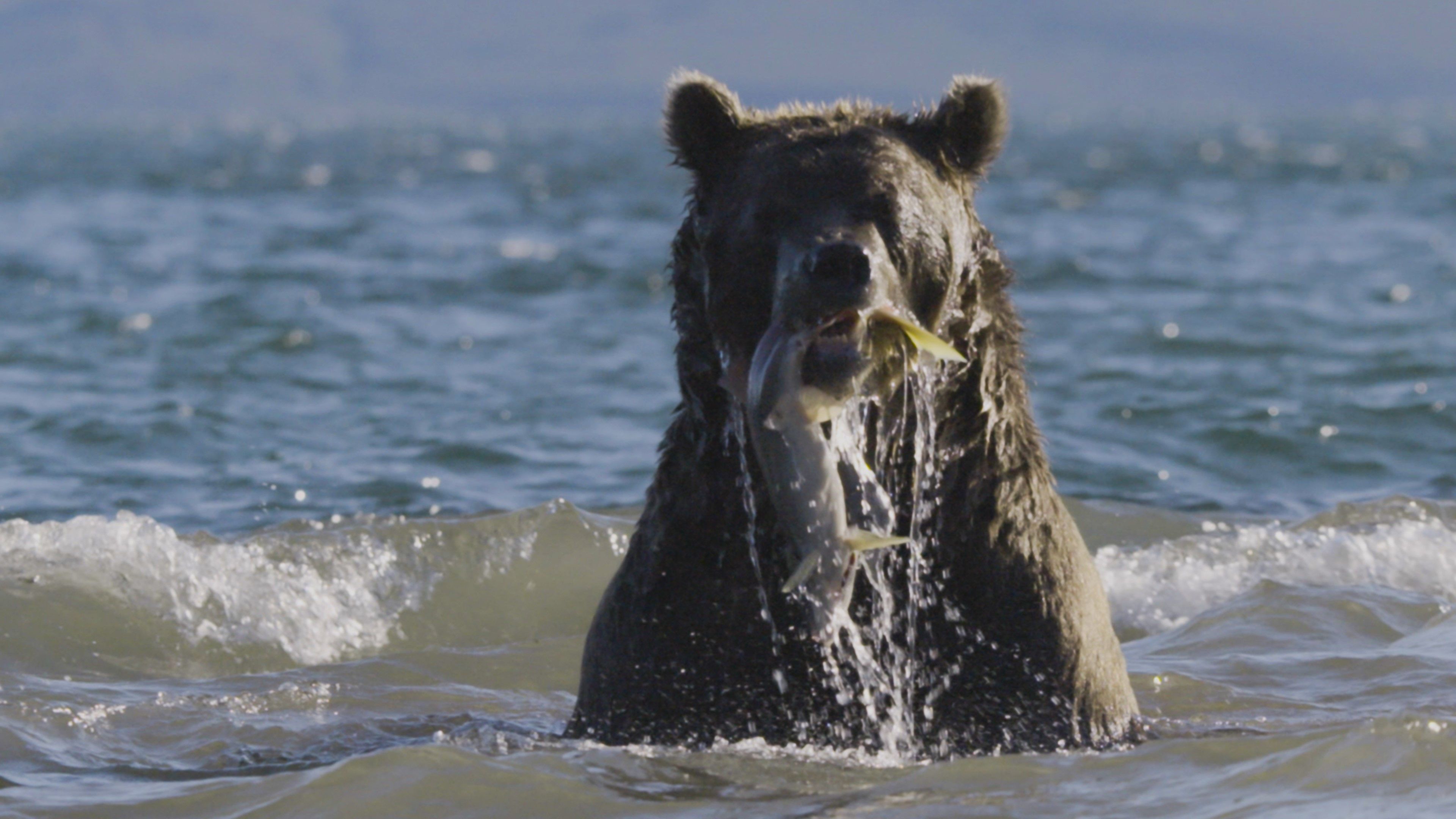 生態全紀錄《水的脈動》