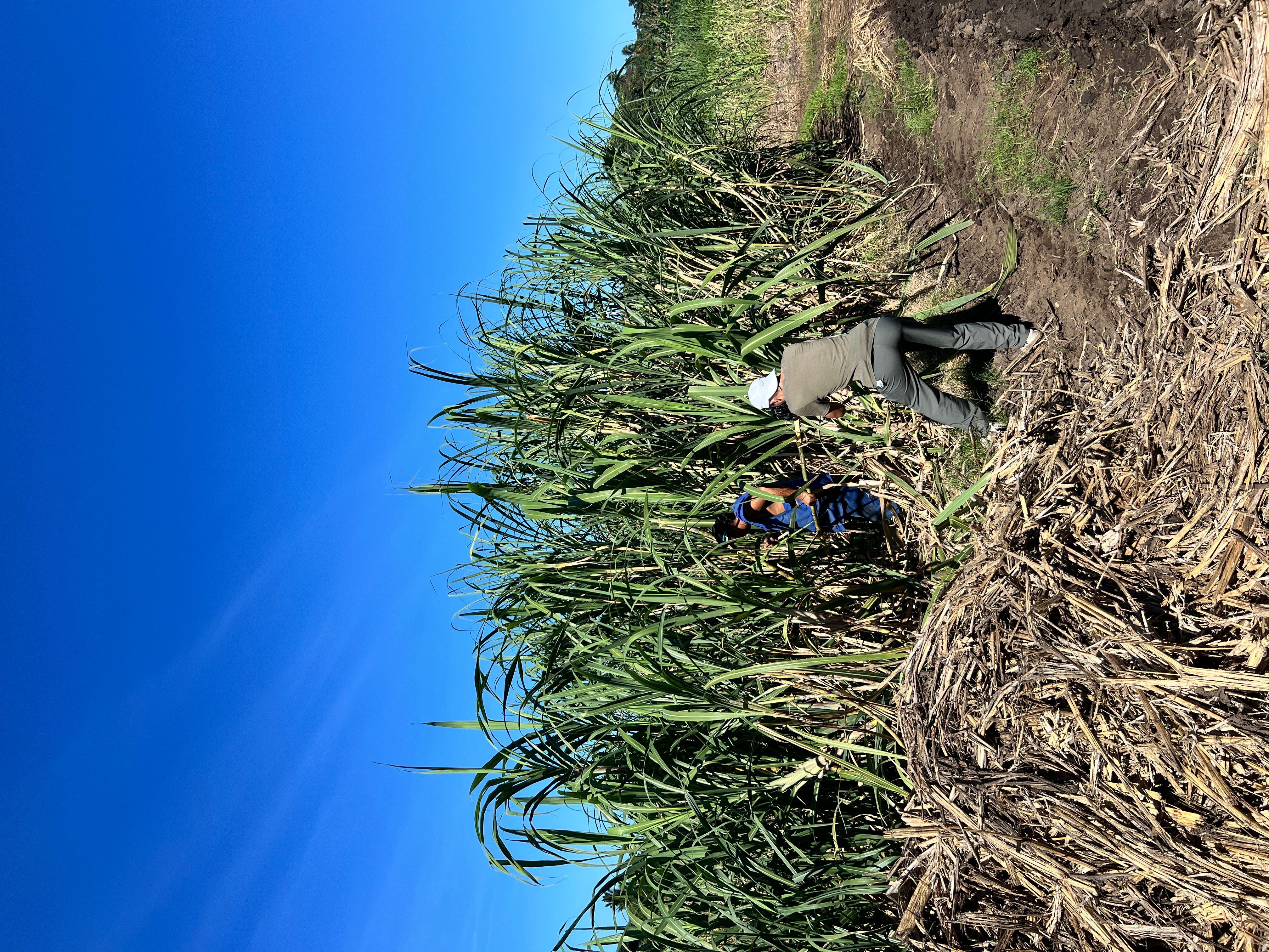 直擊華工二代經營的甘蔗園