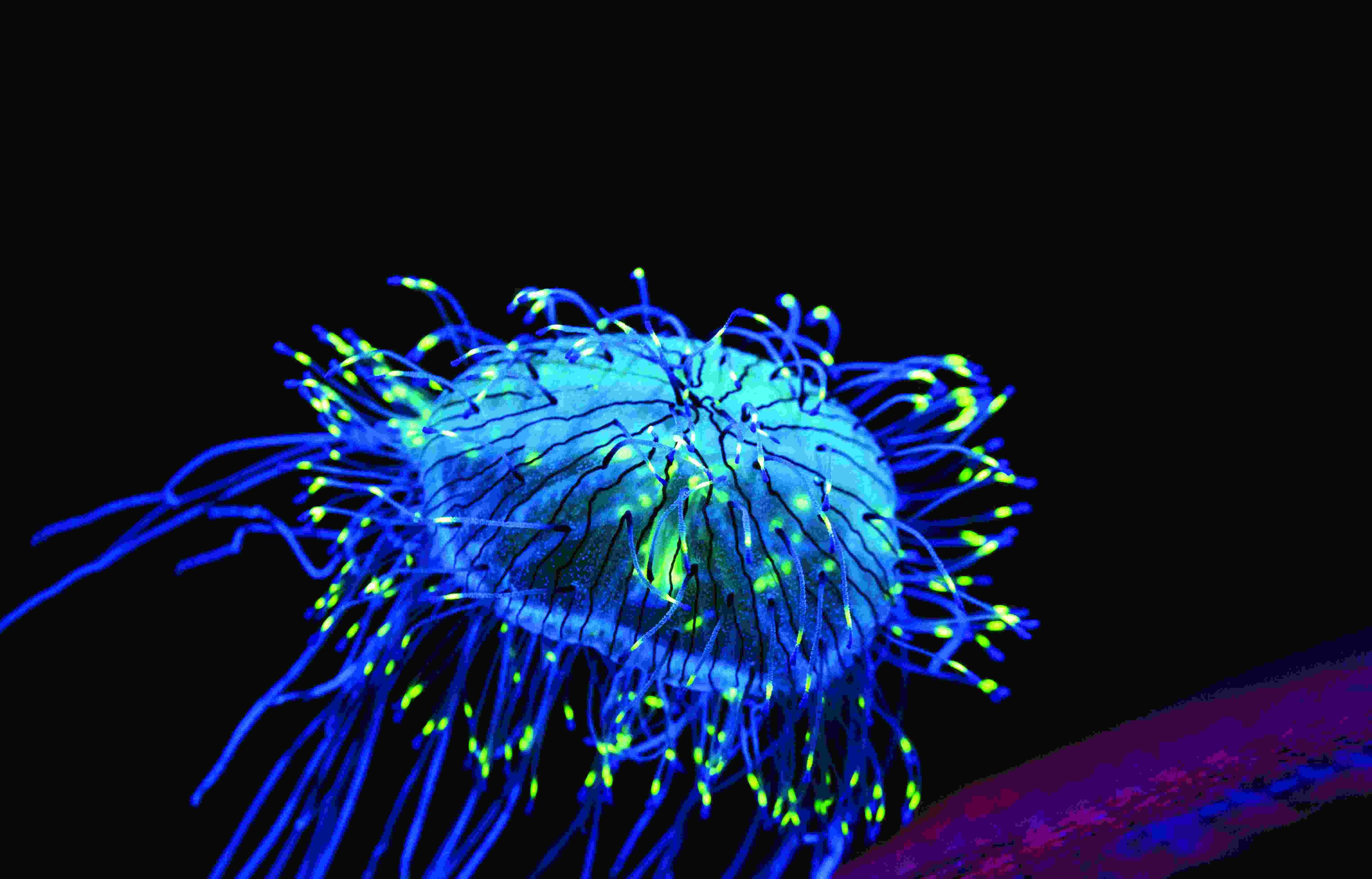 《螢光視界:生物超能力》