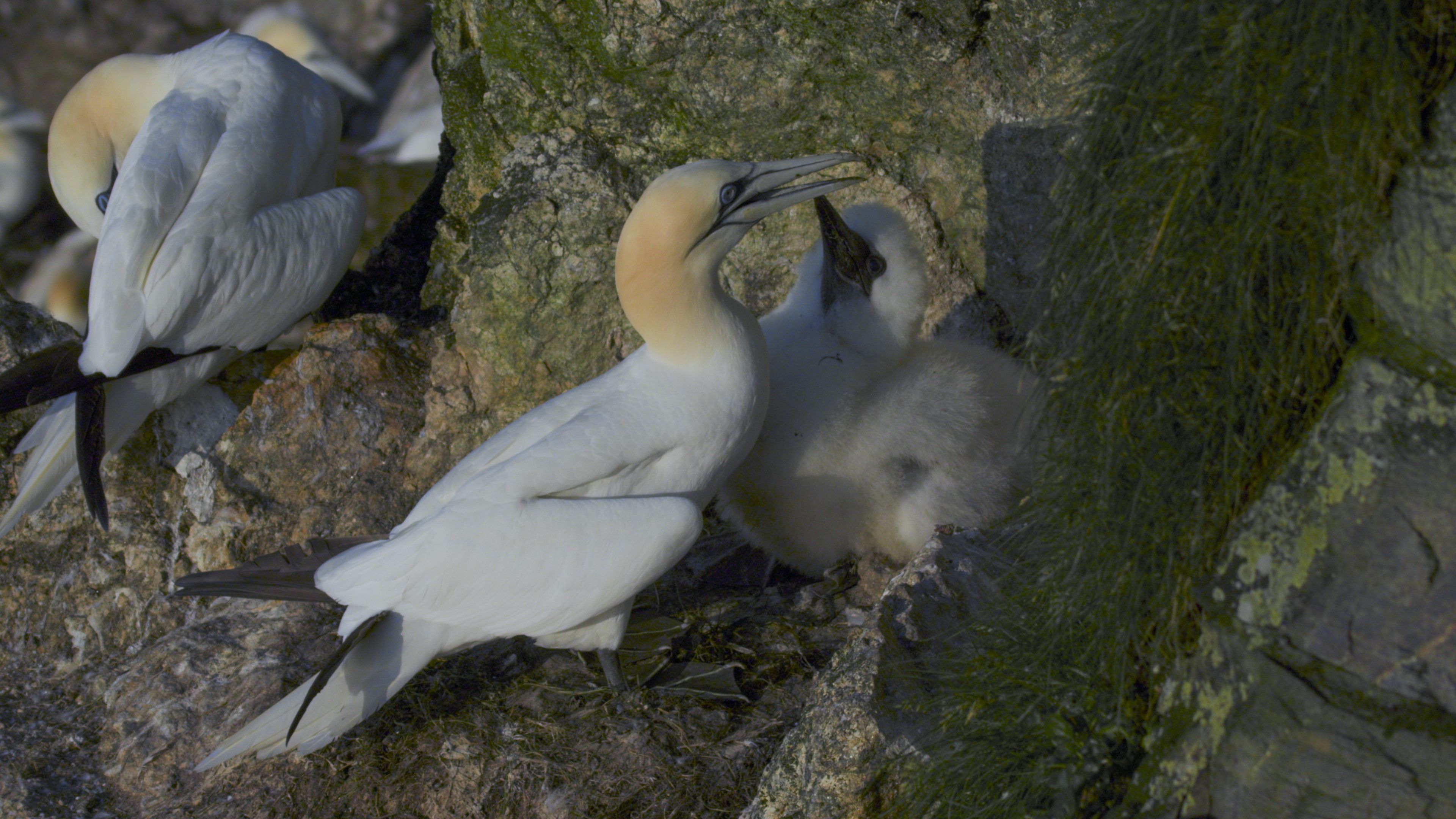 水域週邊棲地滋養萬物