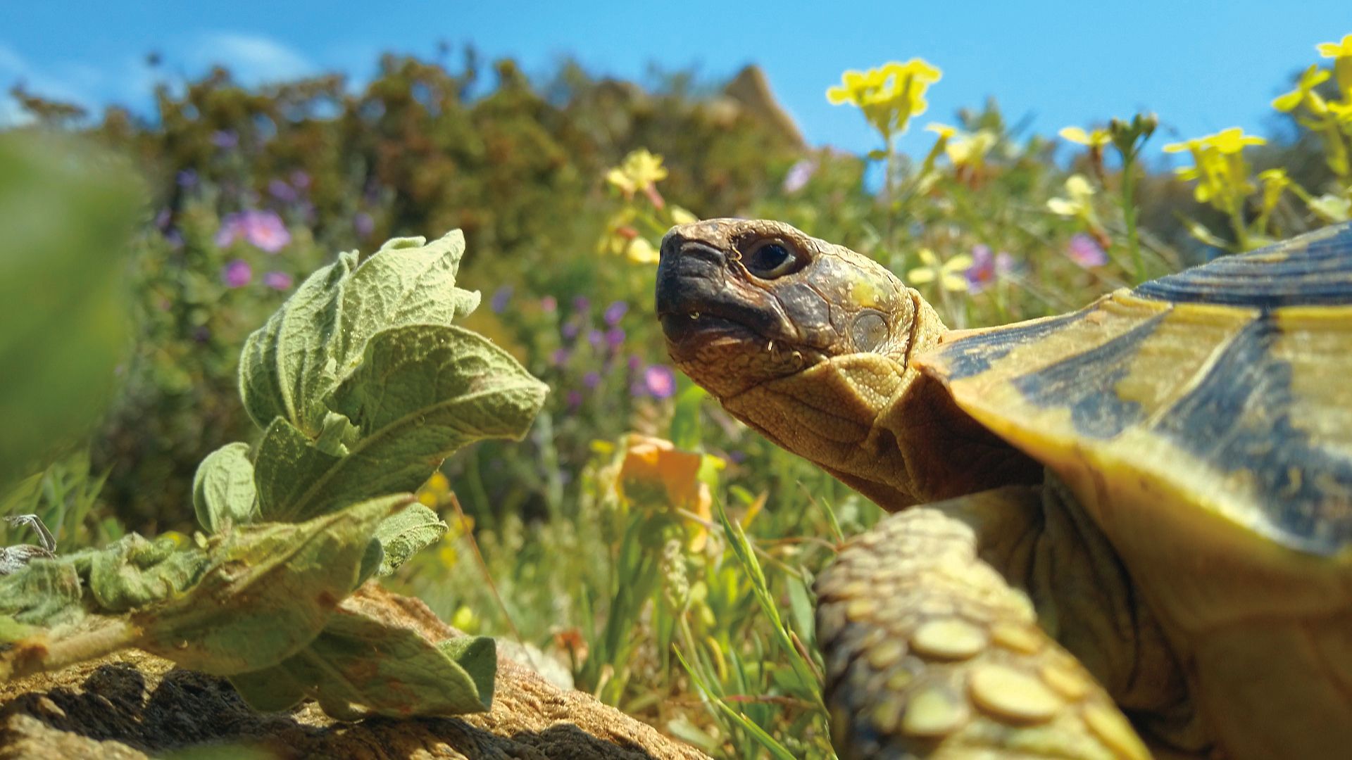 陸龜奶奶阿萊斯