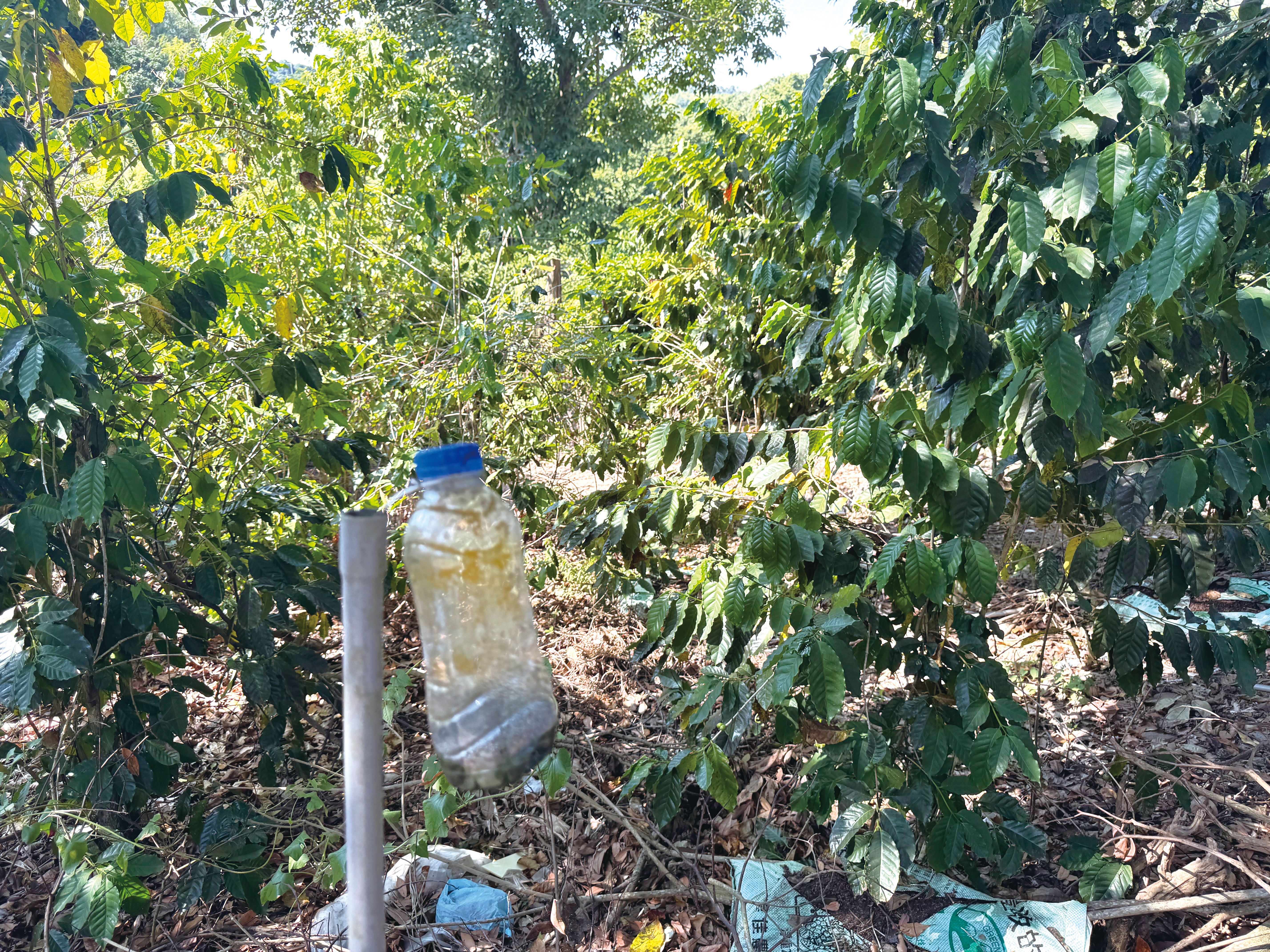 《我們的島》失控的琉璃蟻蟲害