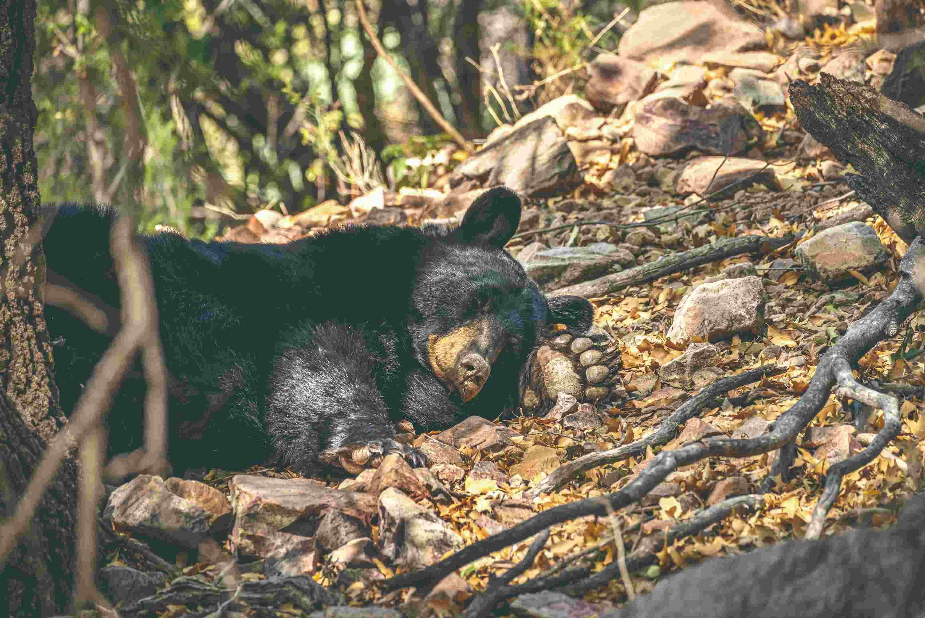 《深入德州之心》黑熊
