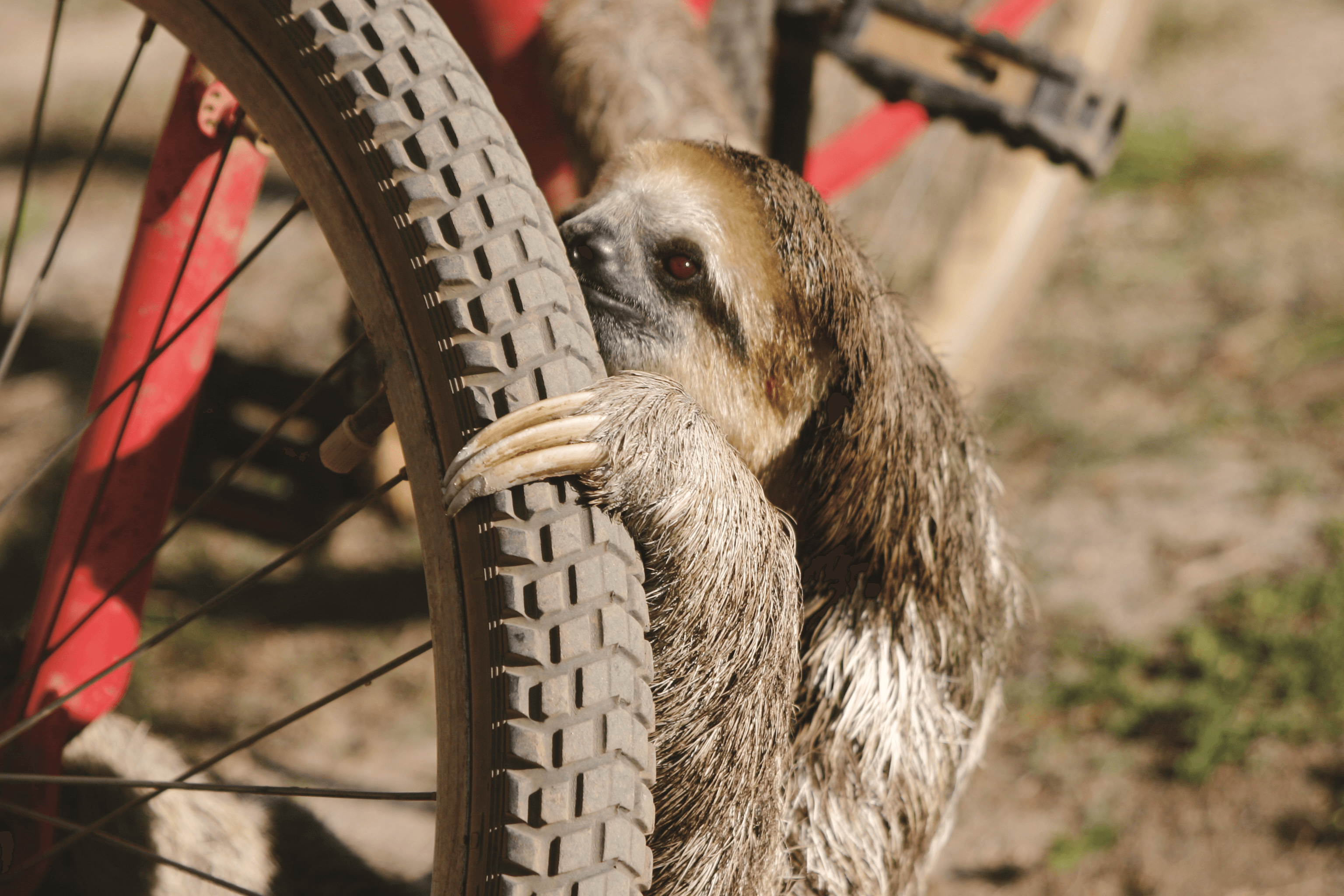那些引人入勝的動物奇妙生態