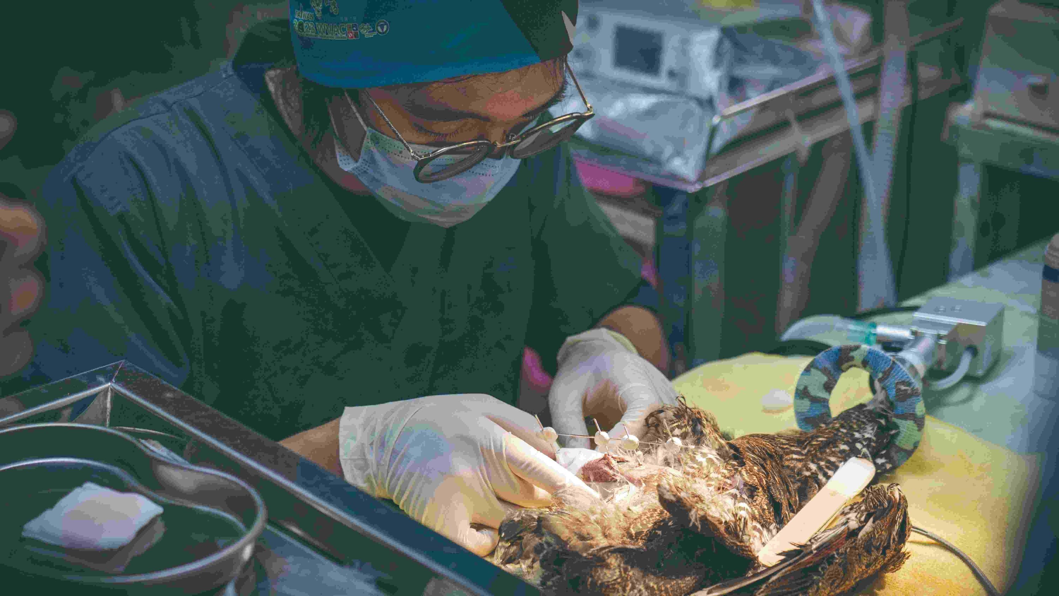 桃園野生動物獸醫