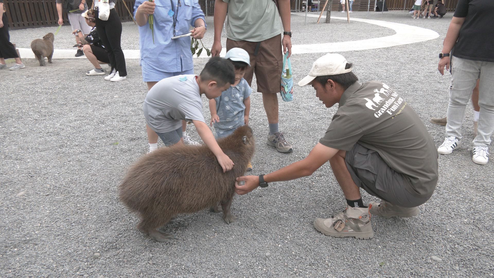 《獨立特派員》動物展演的管理稽查