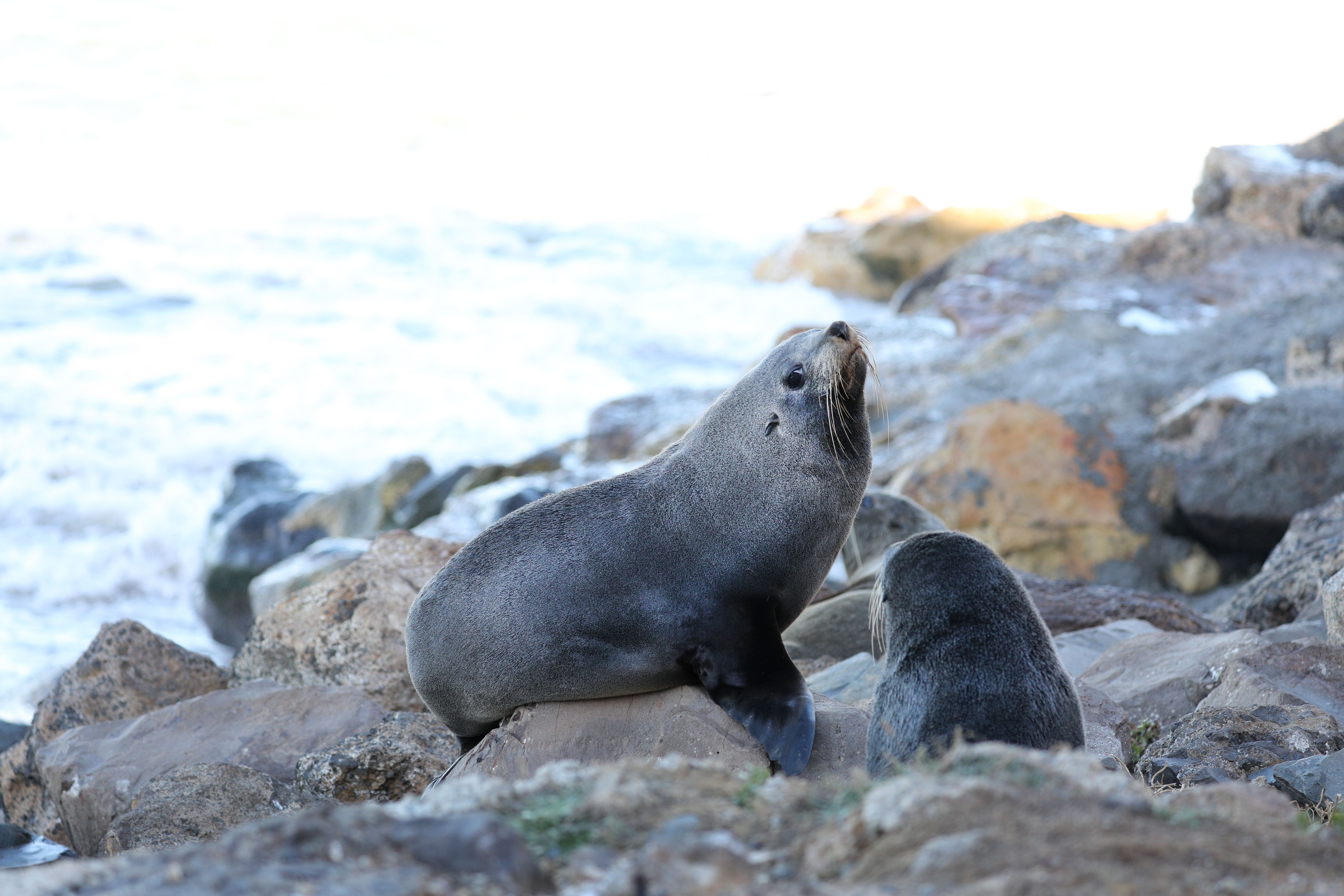 奧馬魯岸邊的野生海獅