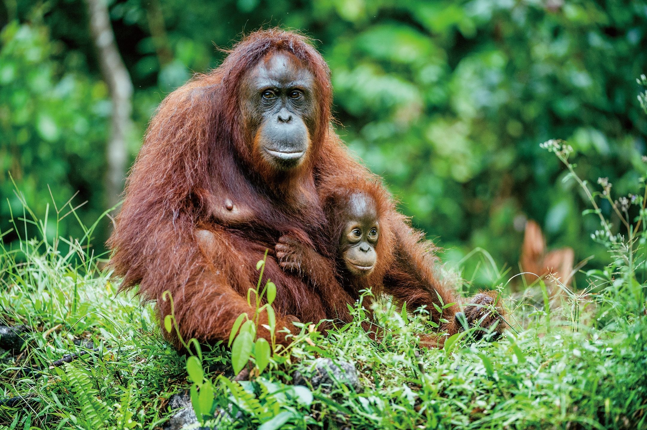 生態全紀錄《華萊士線：演化的分界》
